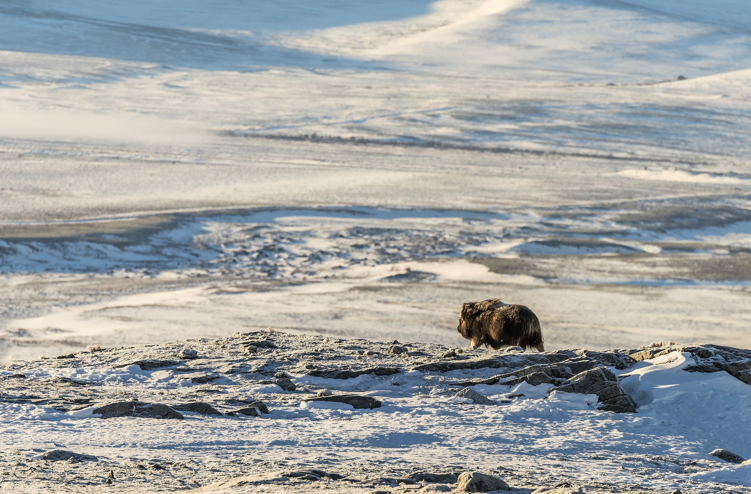 Dovrefjell 2017 - Musk ox, tra il cielo e il gelo