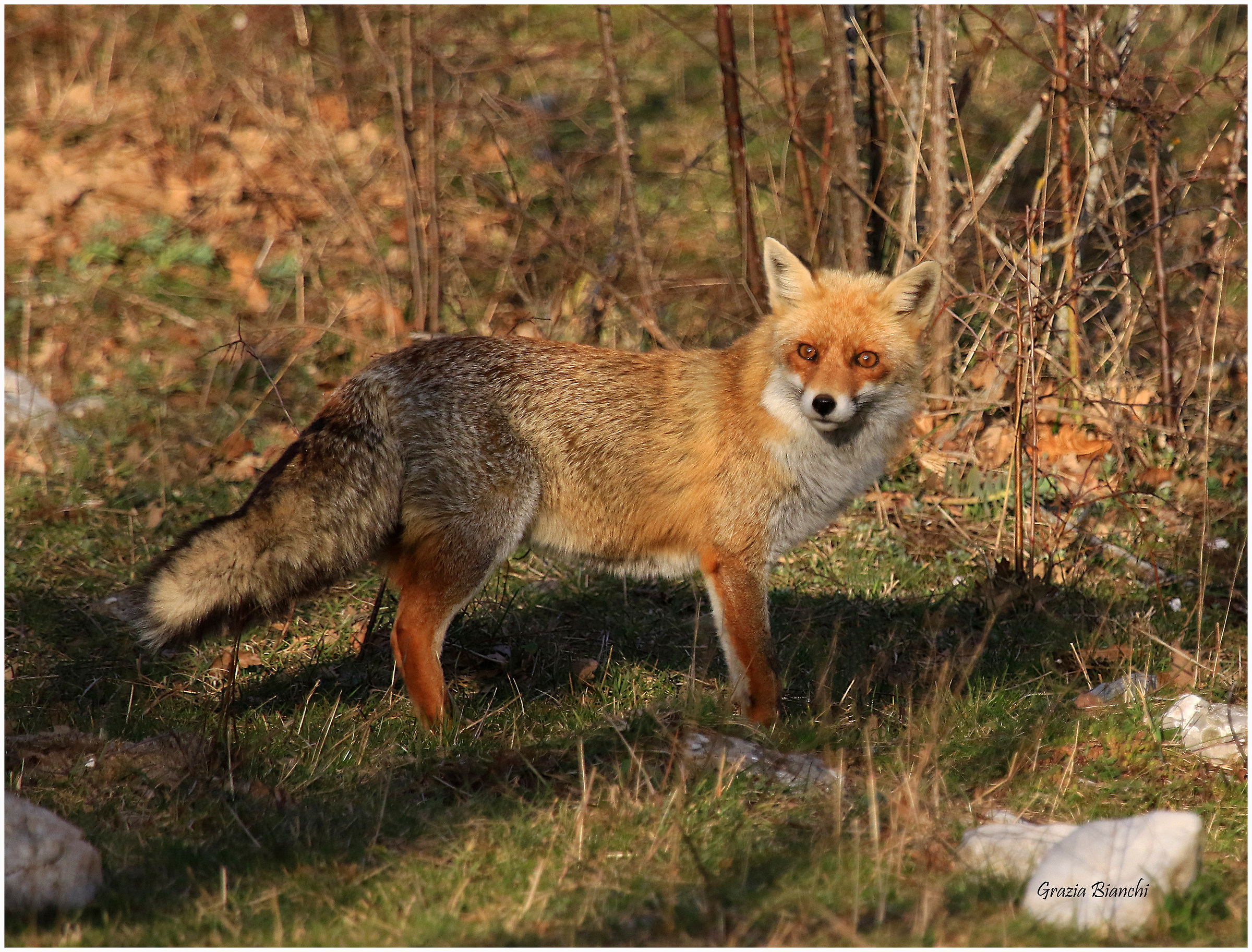 Volpe - Parco d'Abruzzo