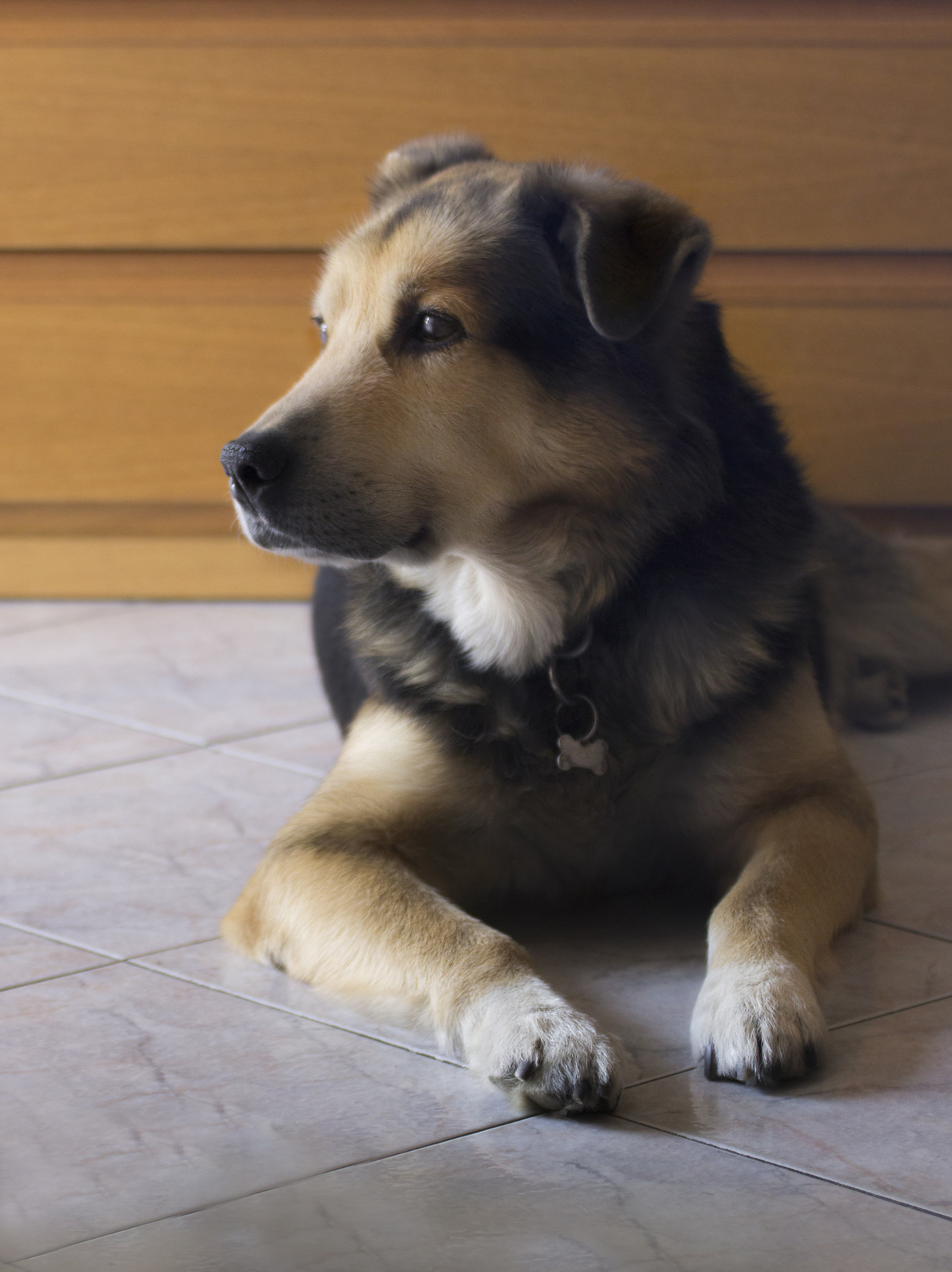 Il migliore amico dell'uomo