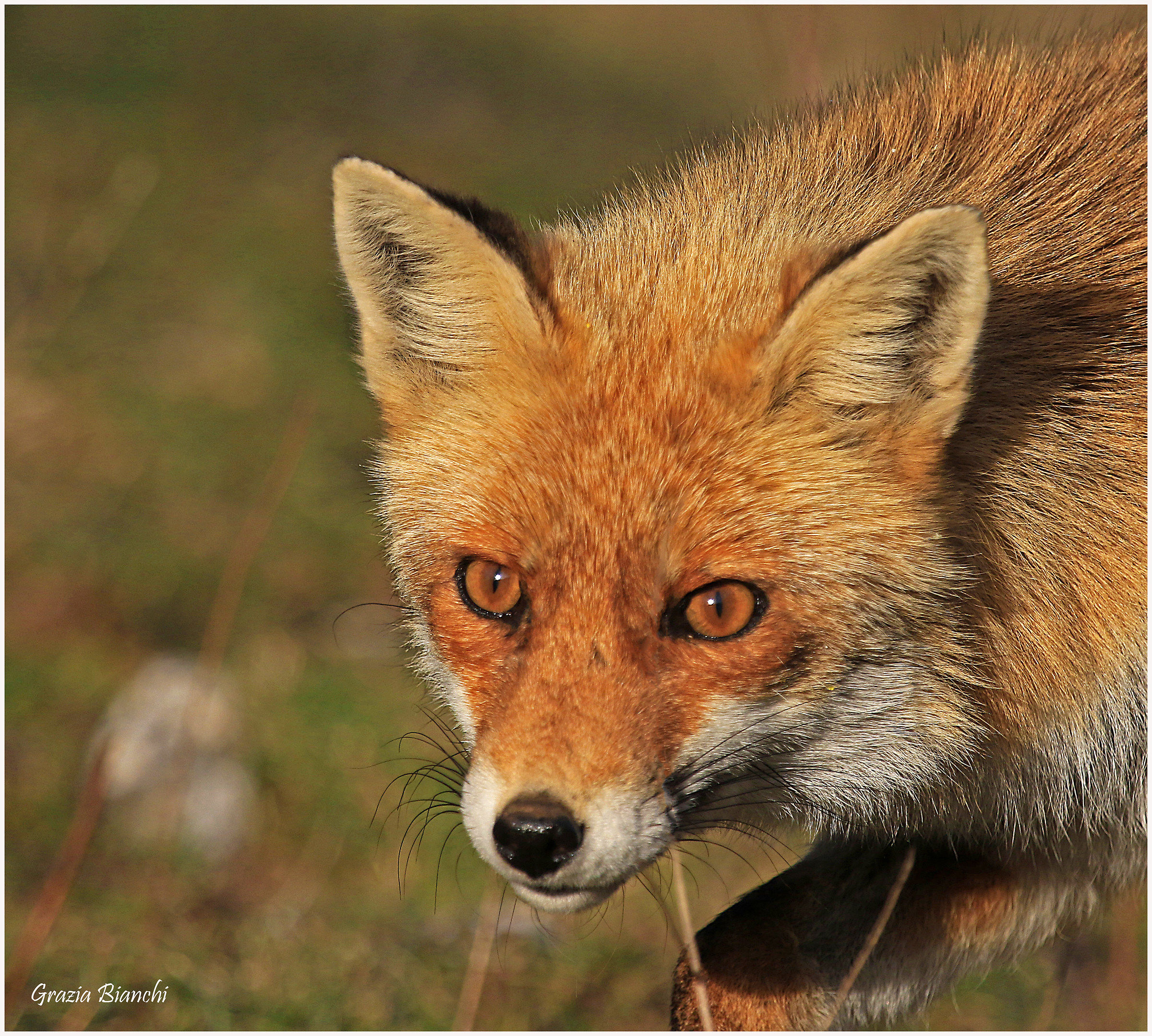 Volpe - Parco d'Abruzzo