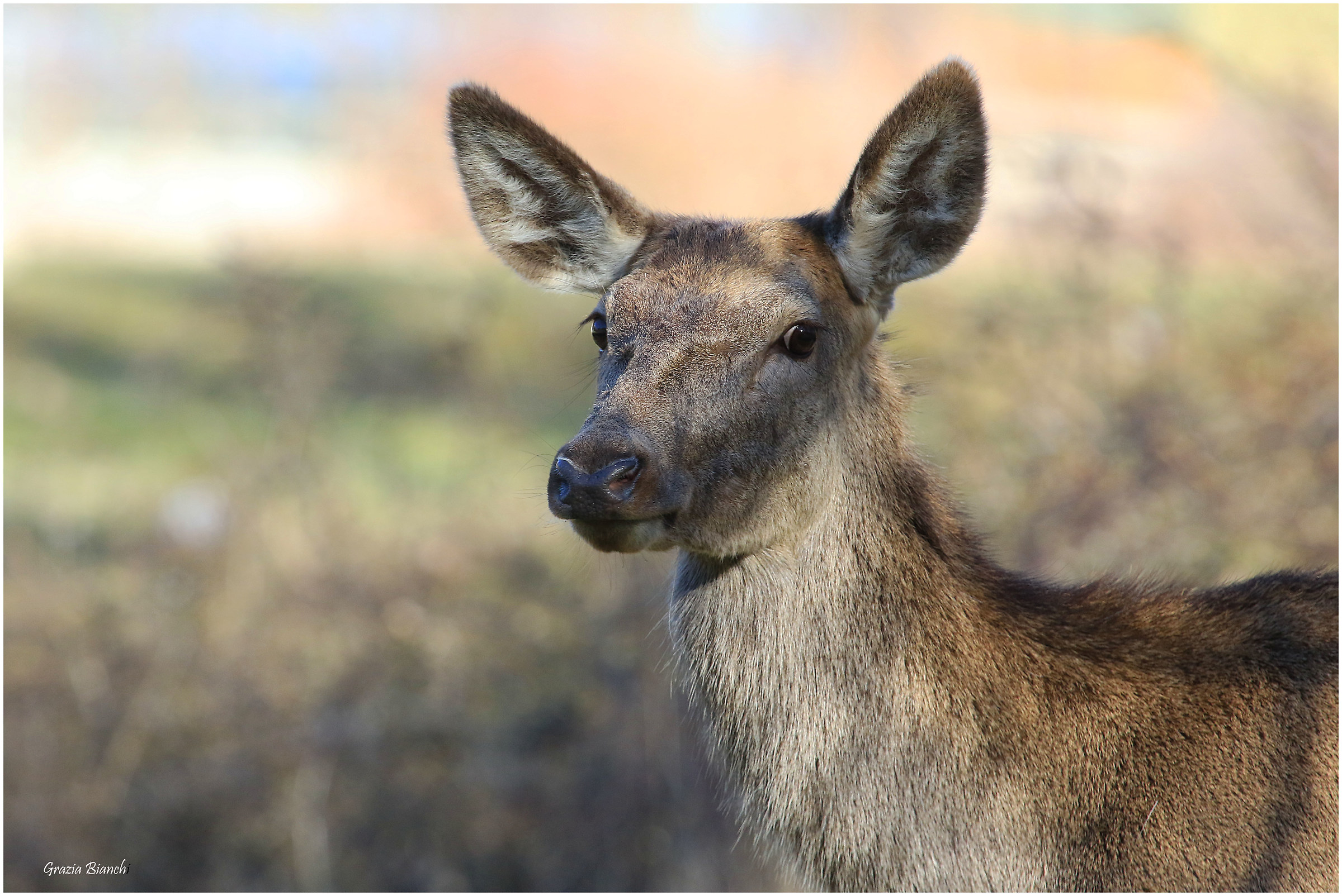 Cerbiatta - Parco d'Abruzzo