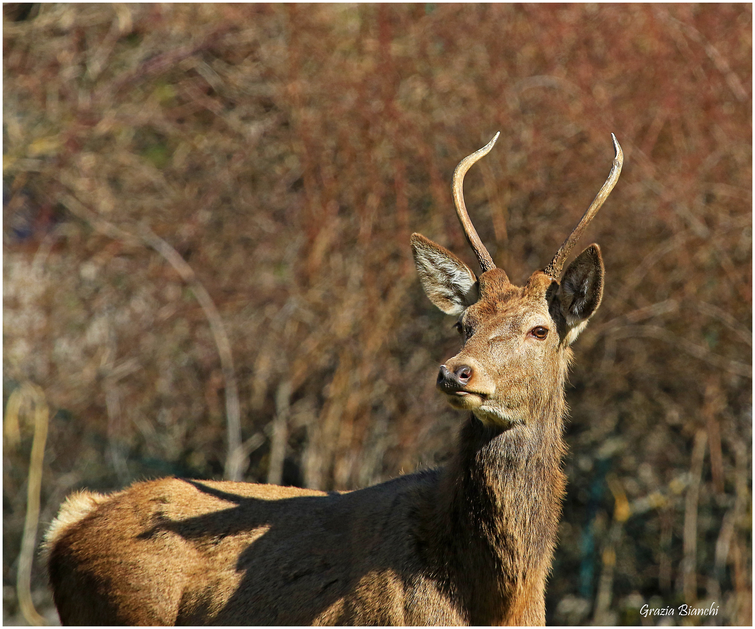 Giovane cervo - Parco d'Abruzzo