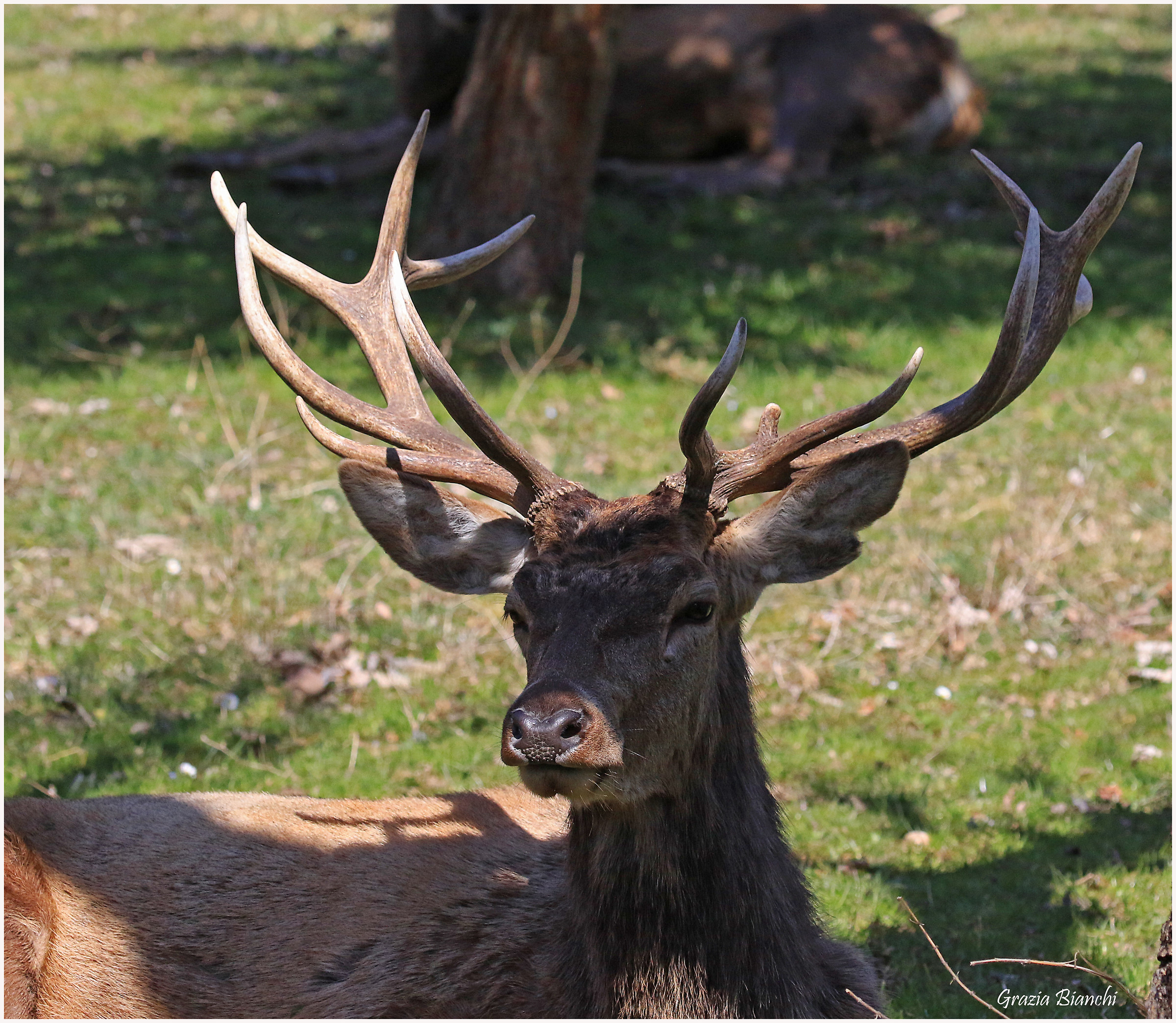 Cervo - Parco d'Abruzzo