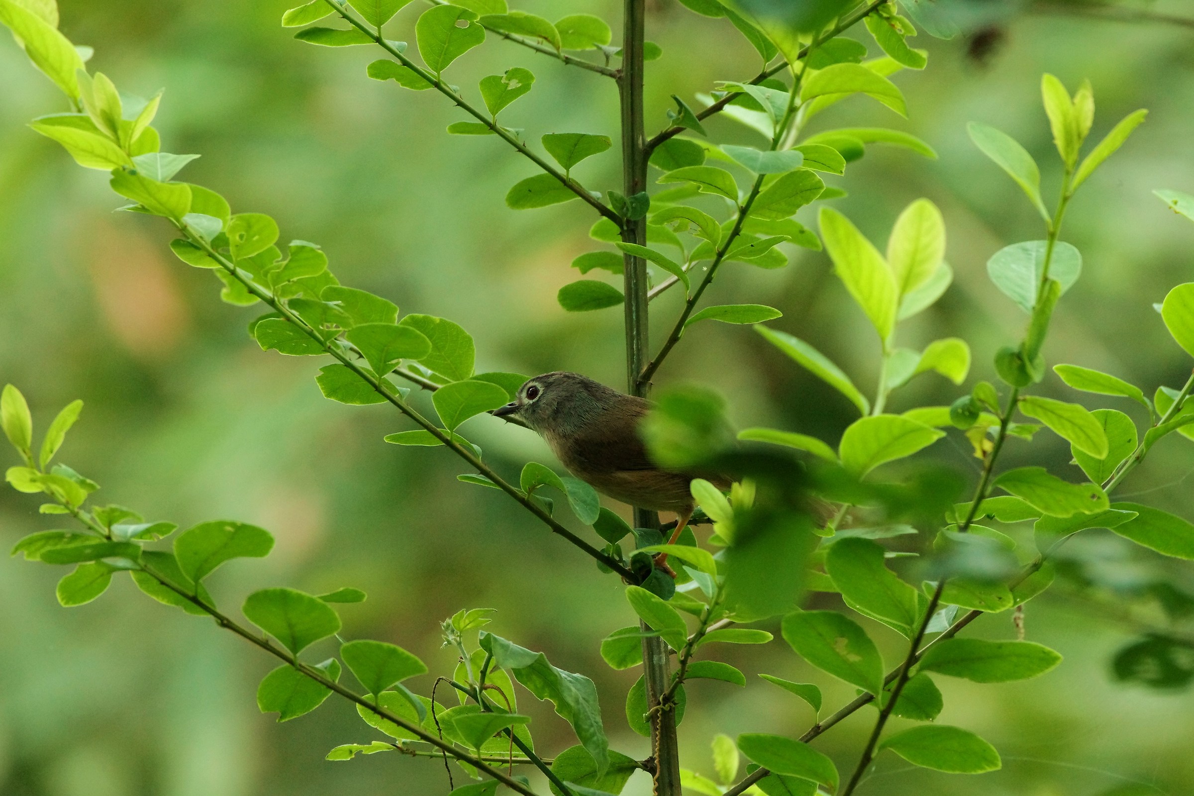 Grey-cheeked Fulvetta