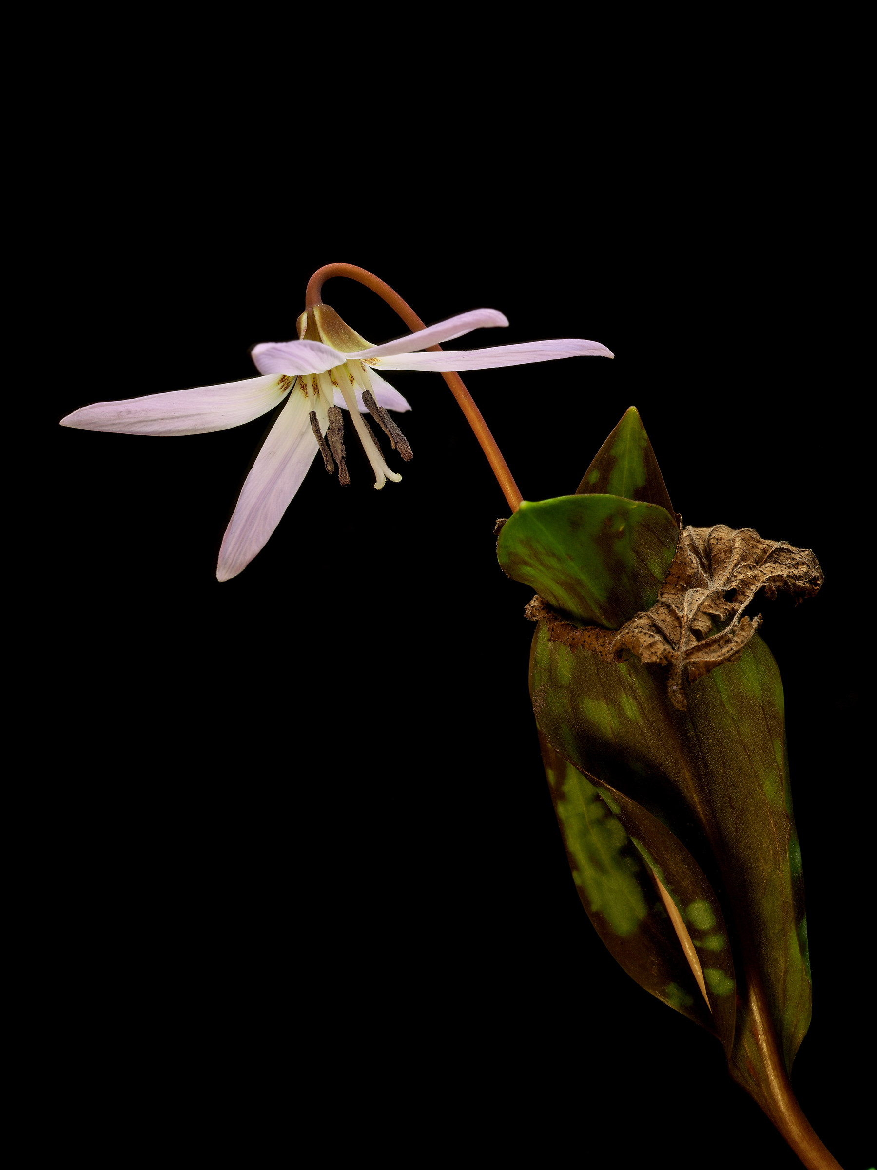 erythronium dens -canis