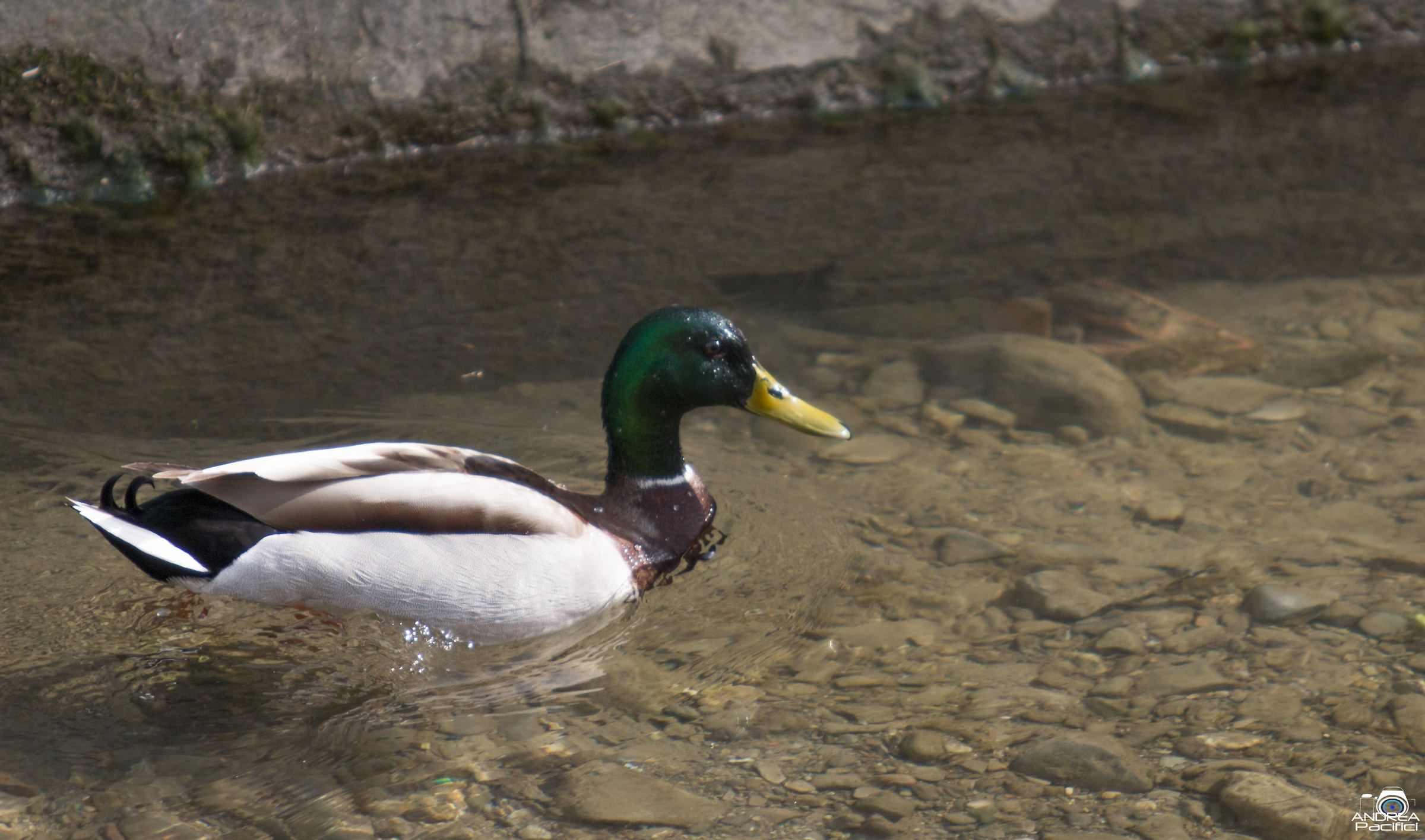 Mallard
