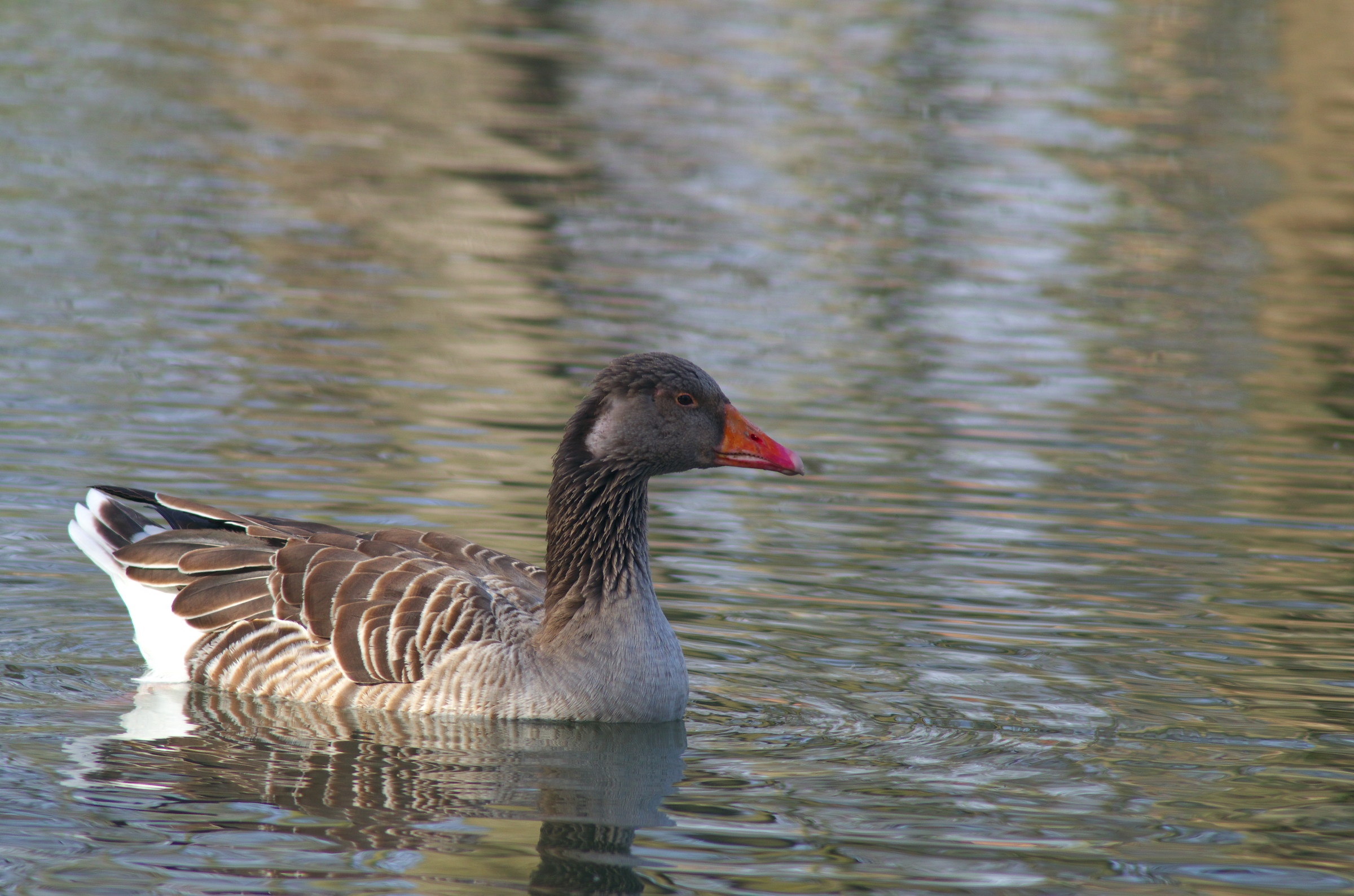 Gray goose in the Landes