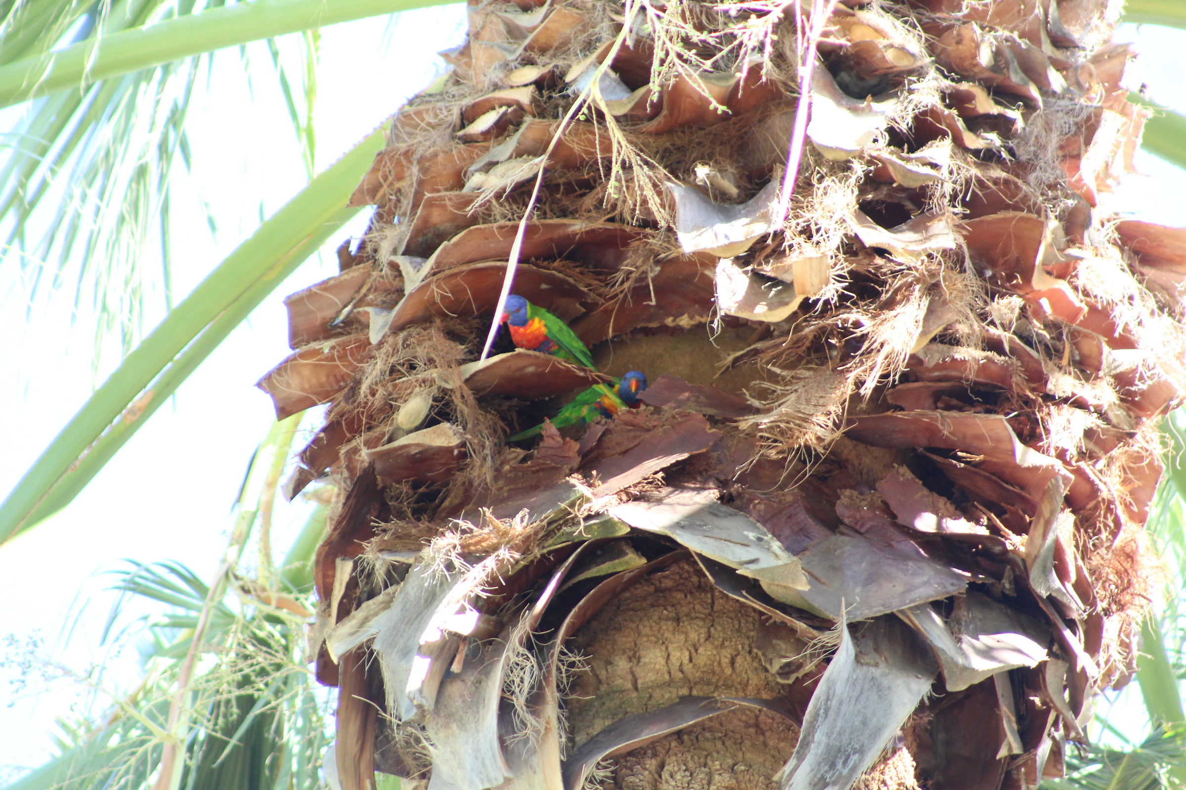 Lorichetto arcobaleno