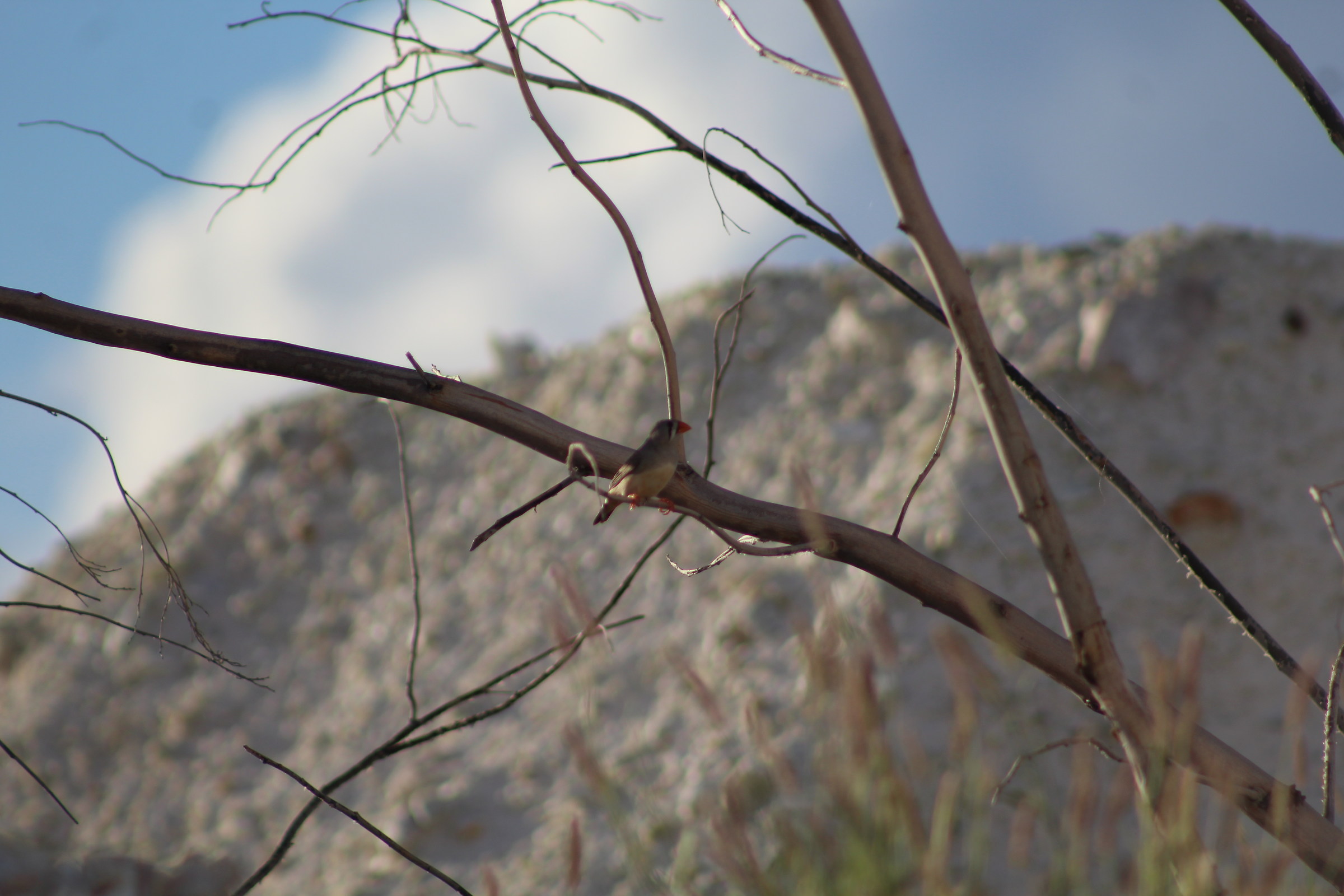 Diamante mandarino [Zebra finches]