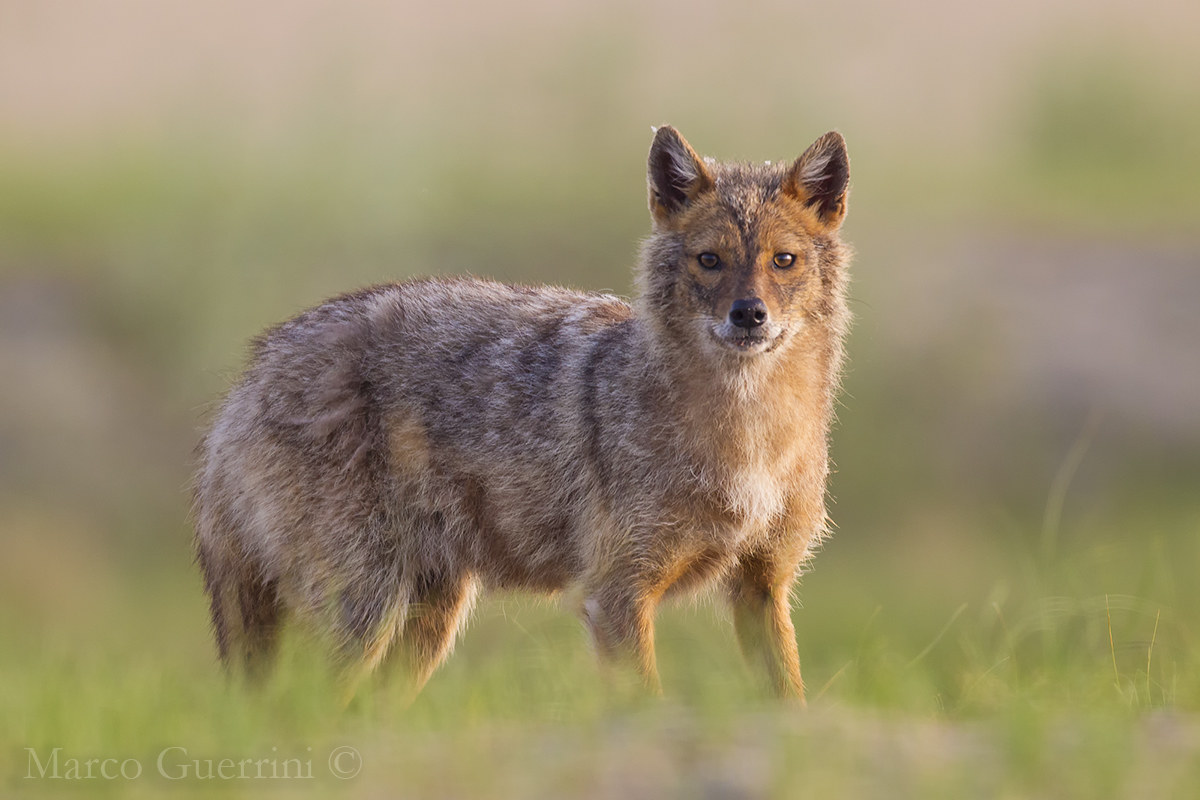 golden jackal