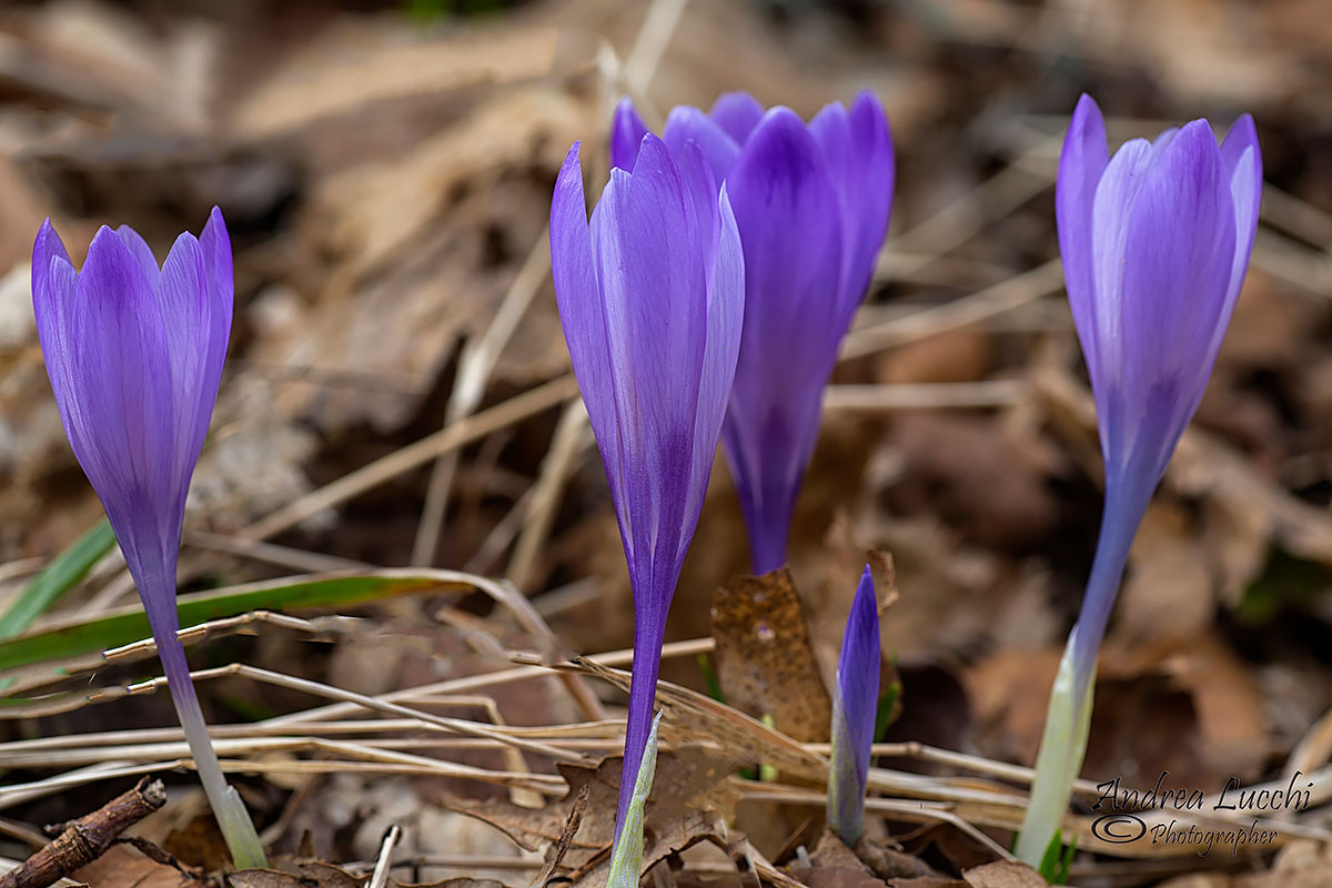 crocuses