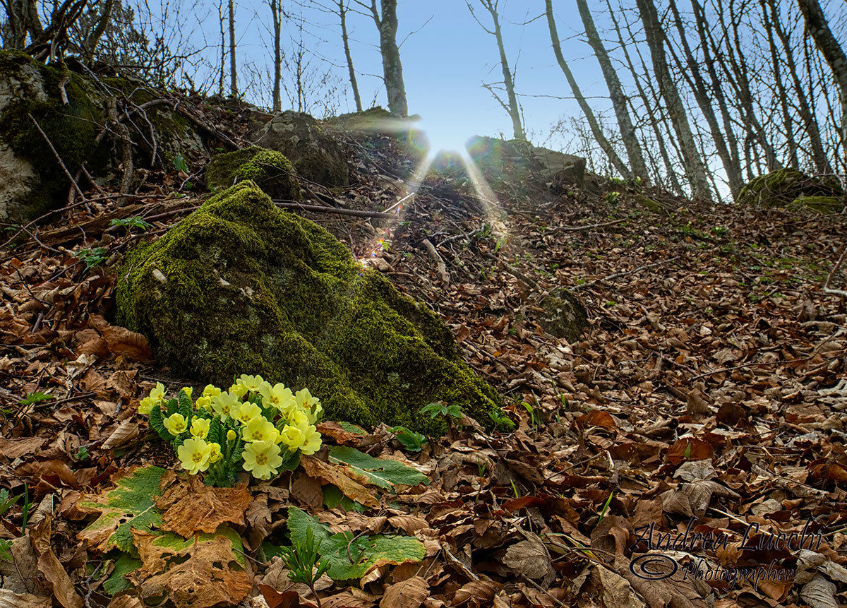 buttercups ambientati