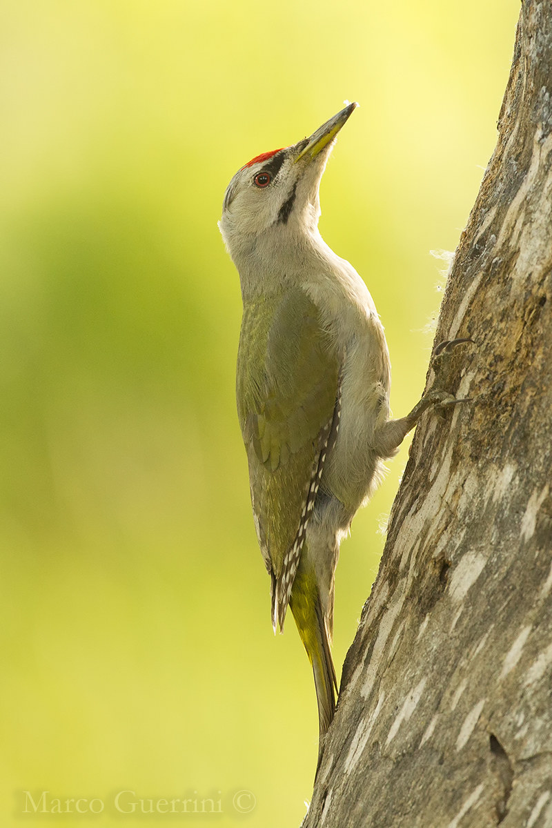 woodpecker