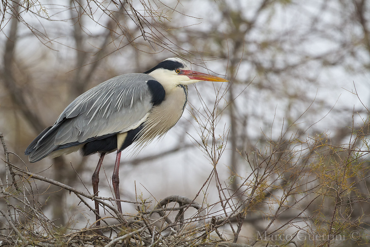 Grey Heron
