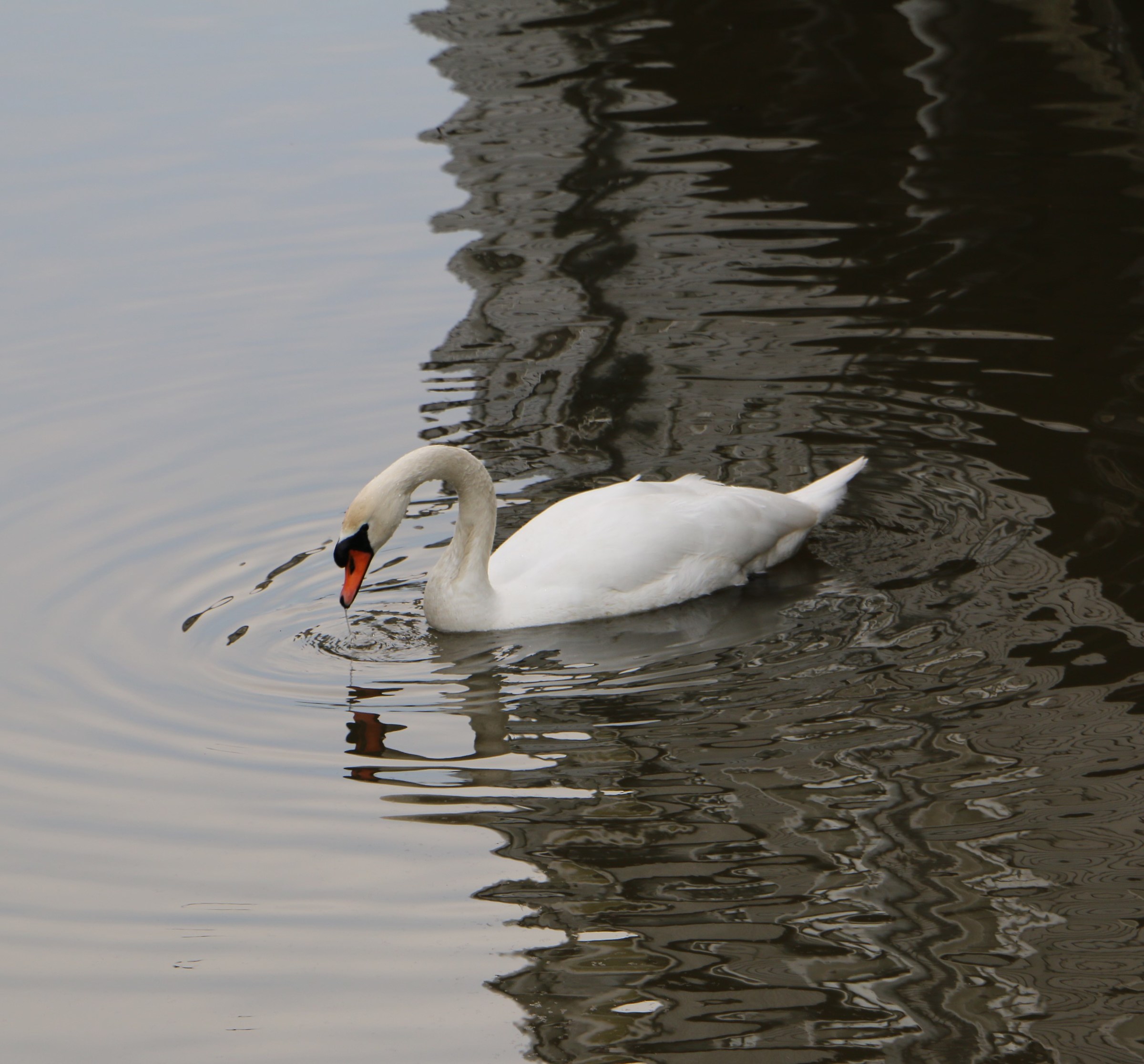 La magia del Principe.......il Cigno