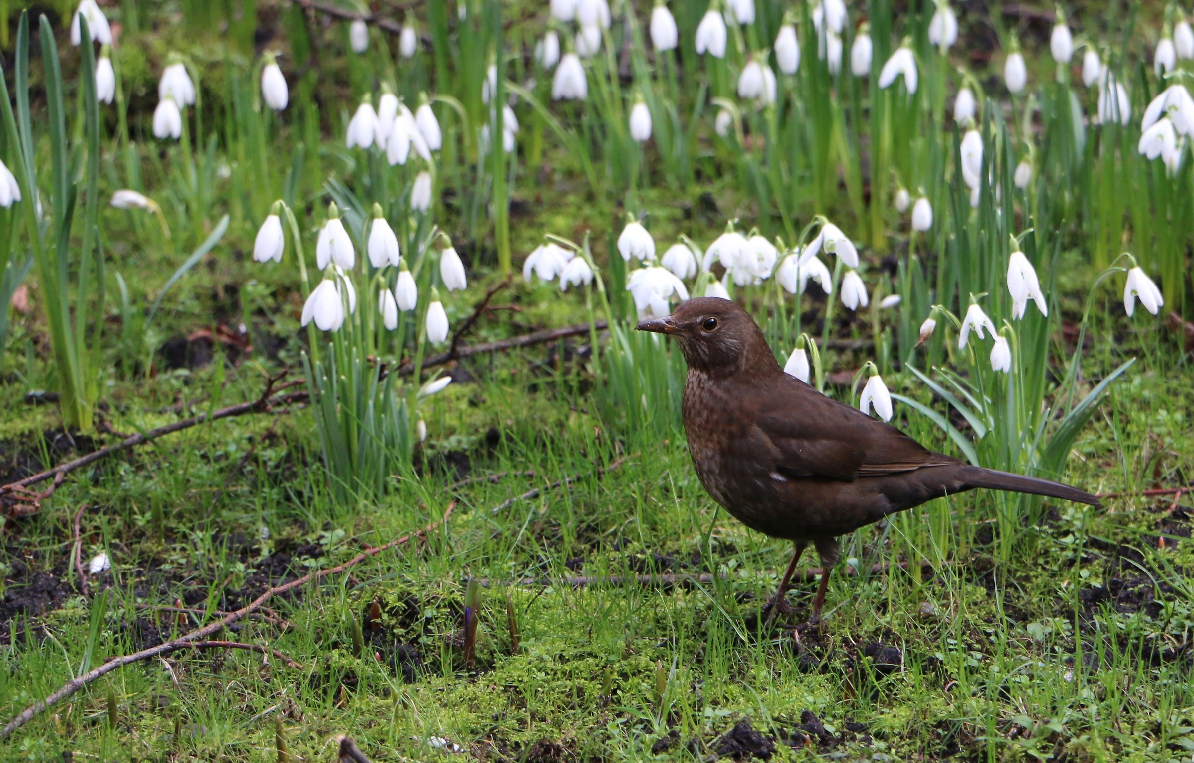 La magia del Giardiniere.........