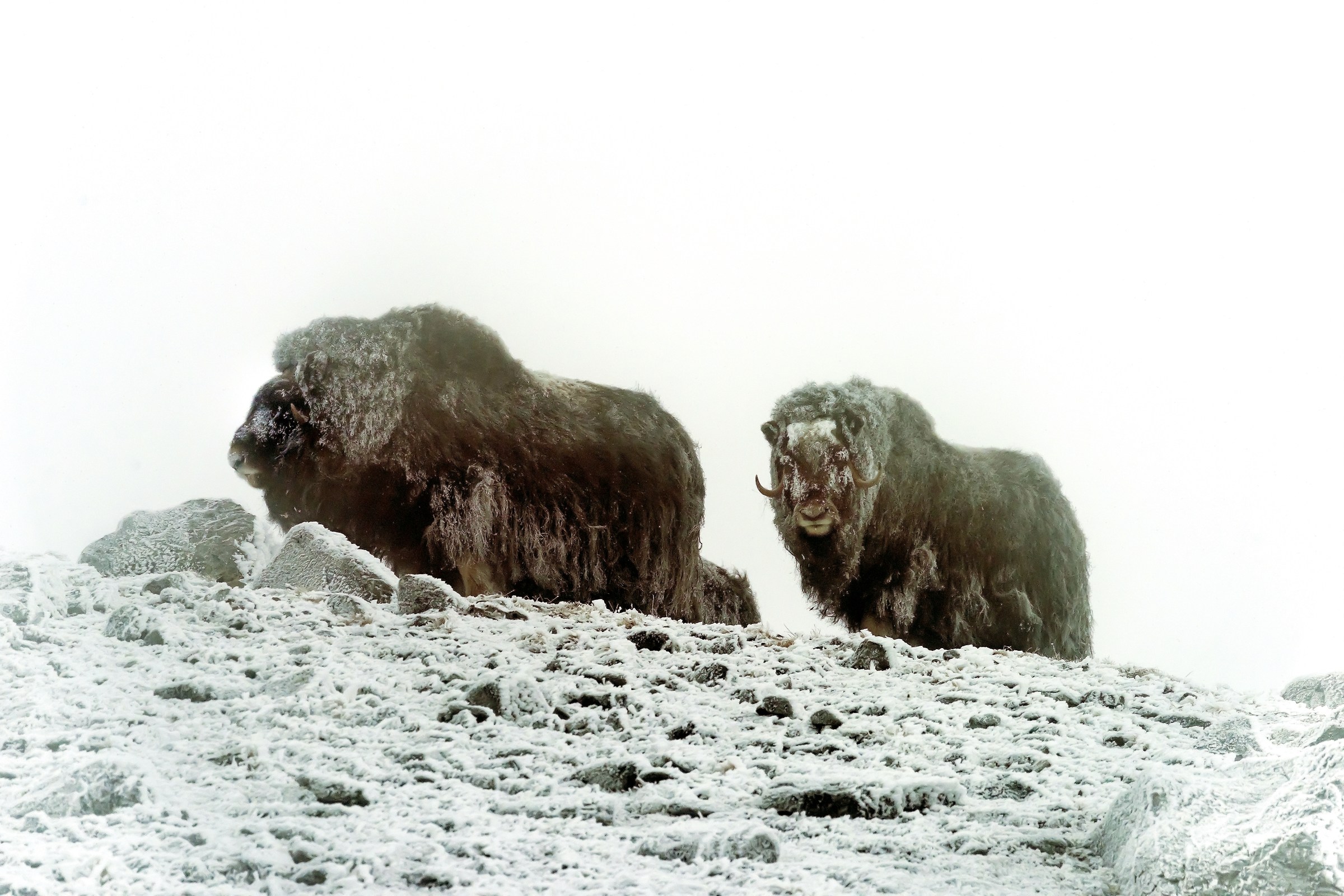 Dovrefjell 2017 - Musk ox, tra il cielo e il gelo