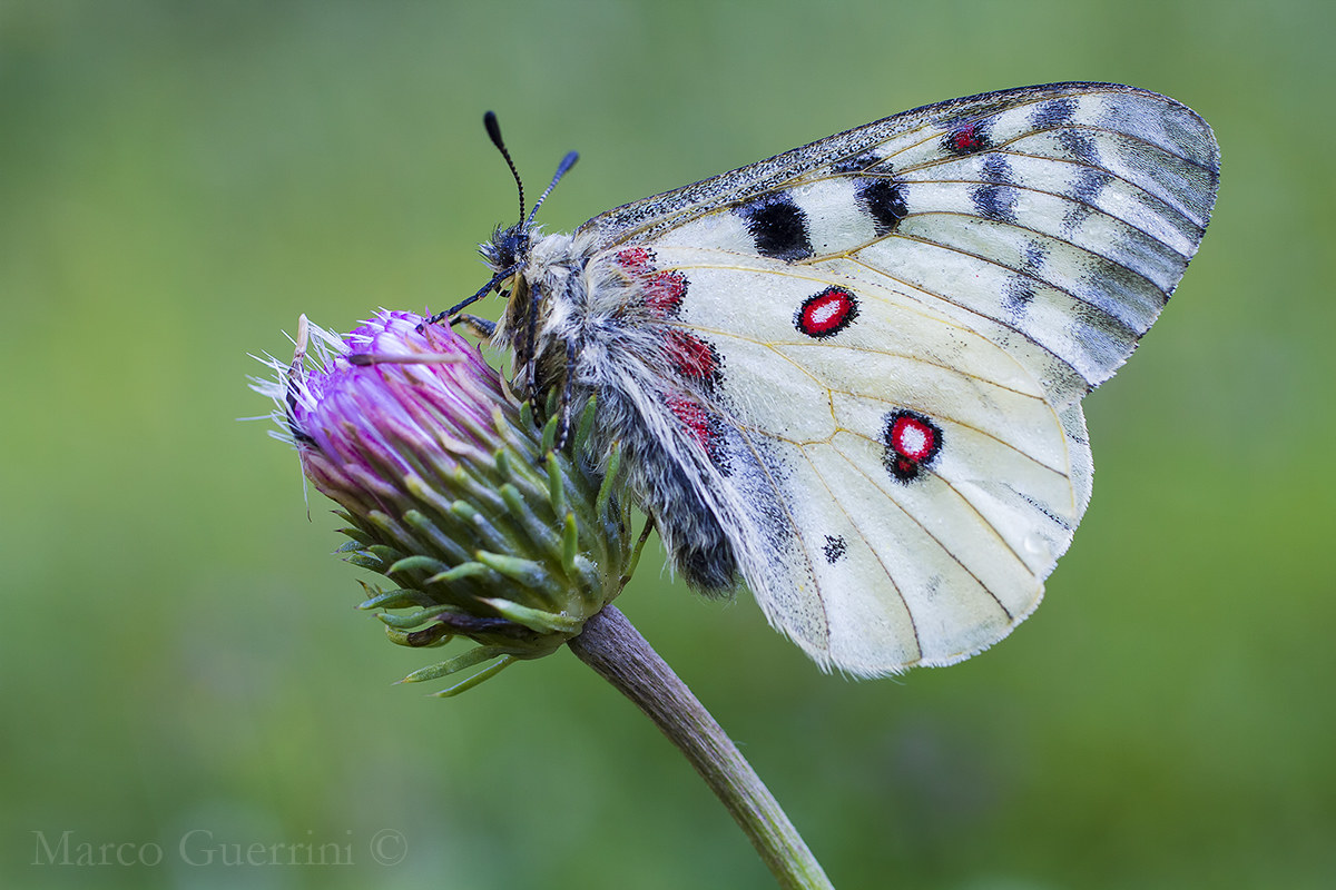 Parnassius phoebe