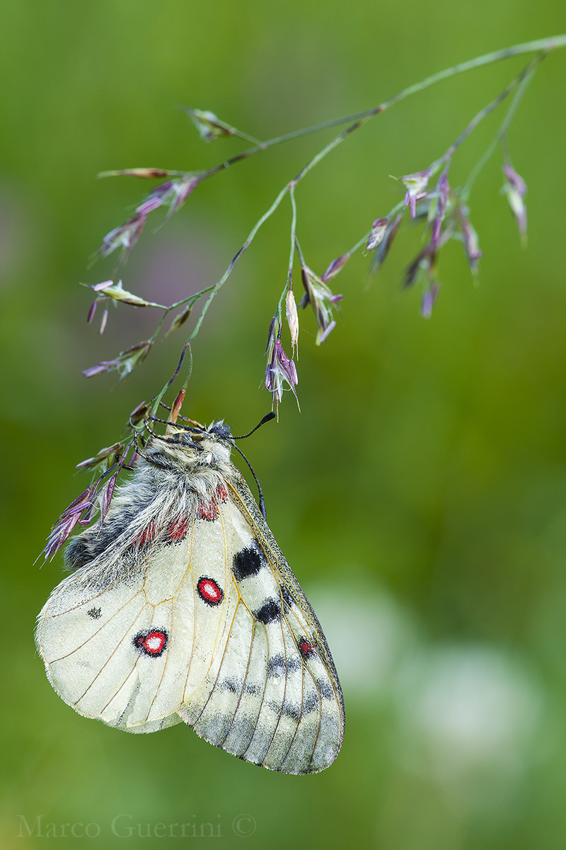 Parnassius phoebe