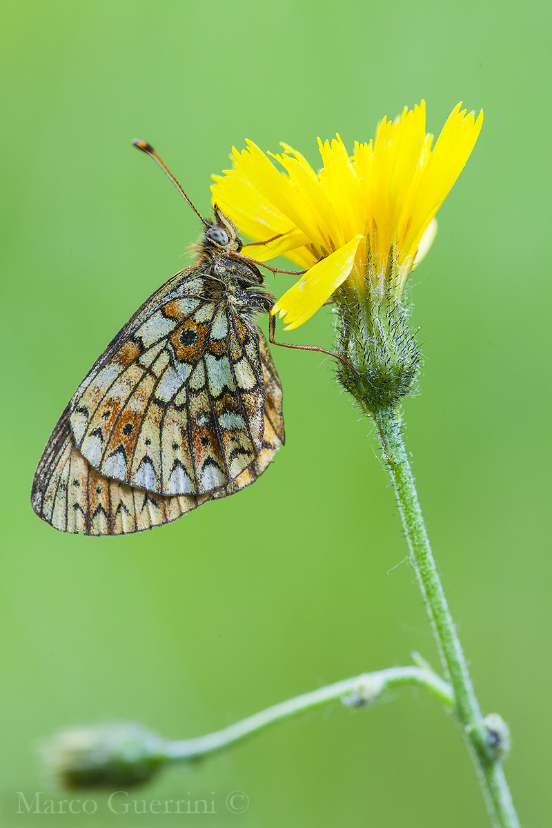 Boloria selene