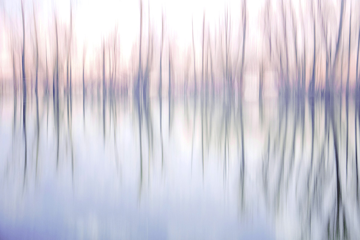 trees along the river