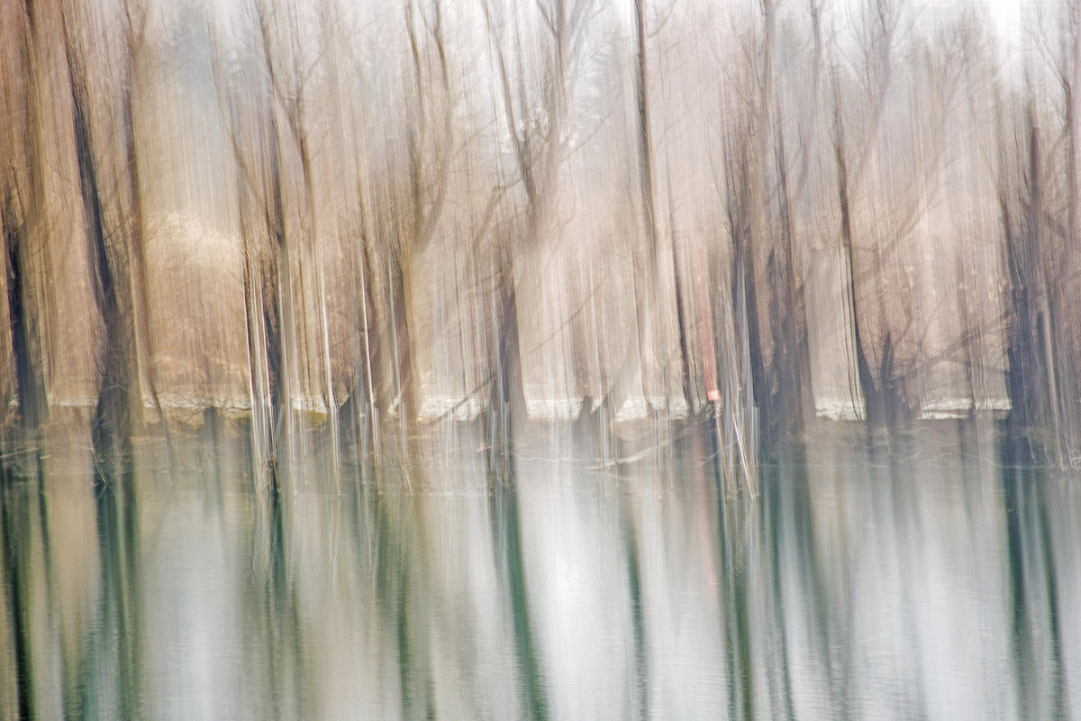 trees along the river