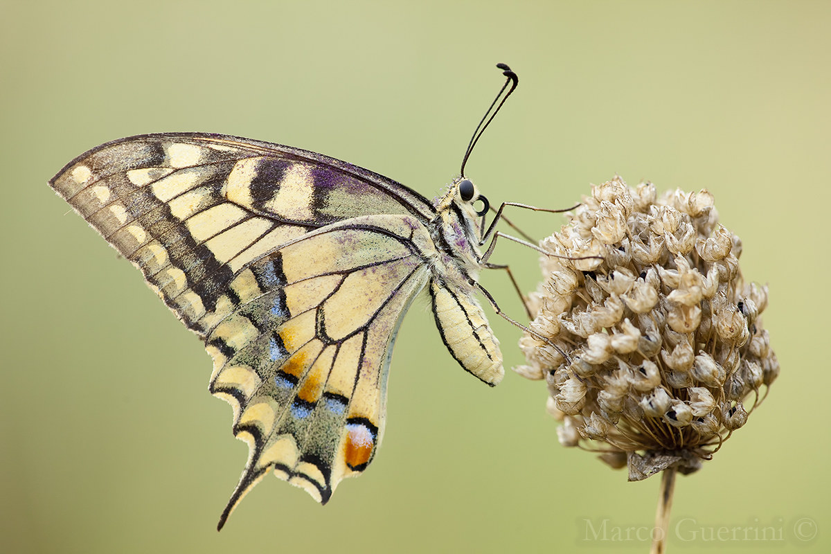Papilio machaon