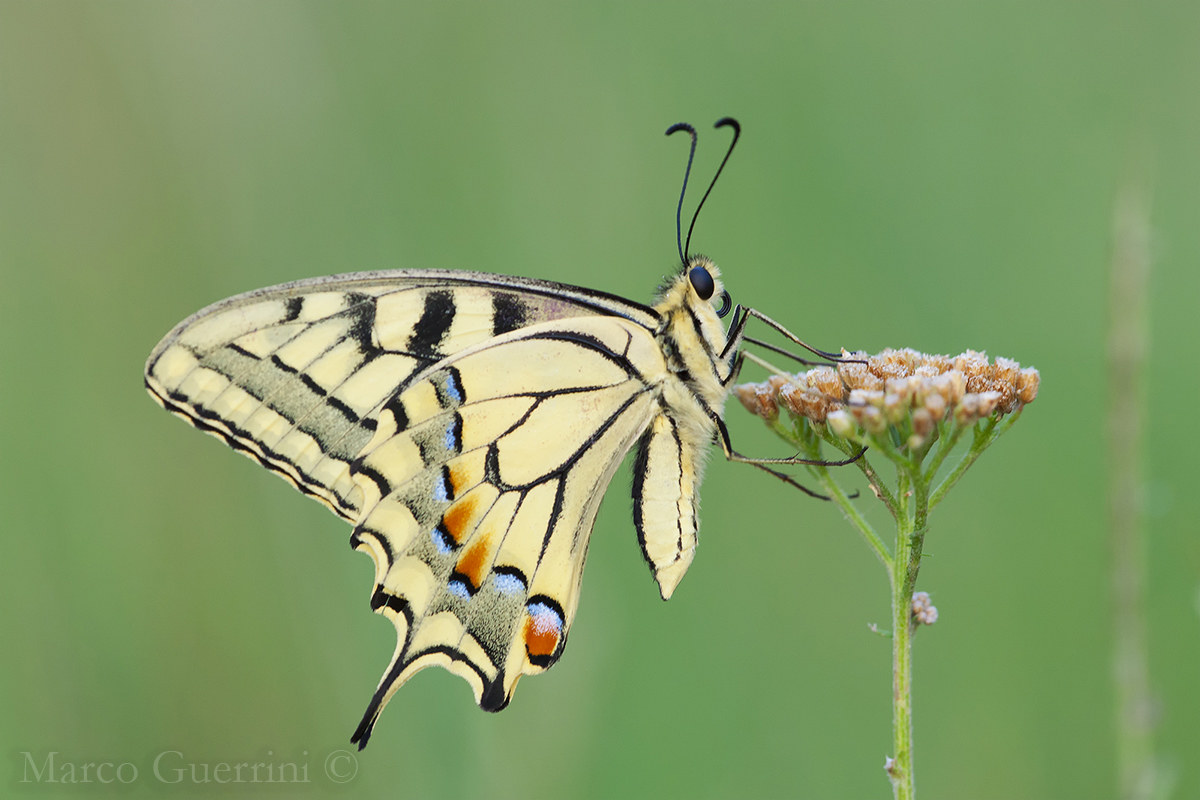 Papilio machaon
