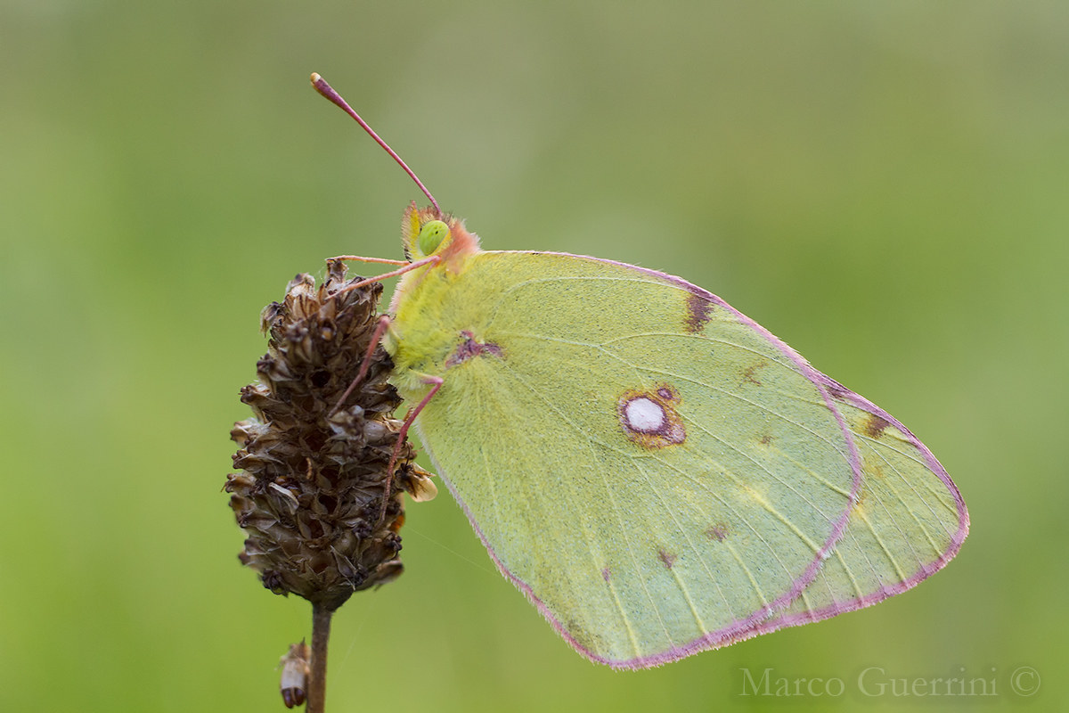 Colias croceus