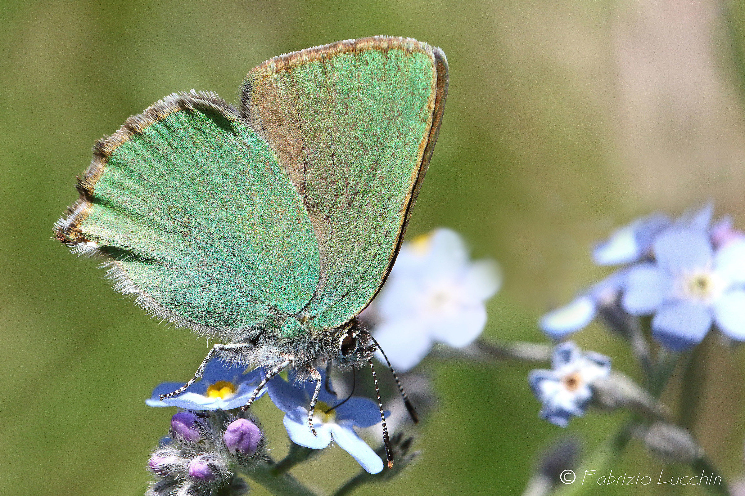 Callophrys rubi