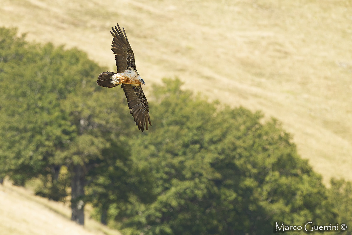 Bearded Vulture
