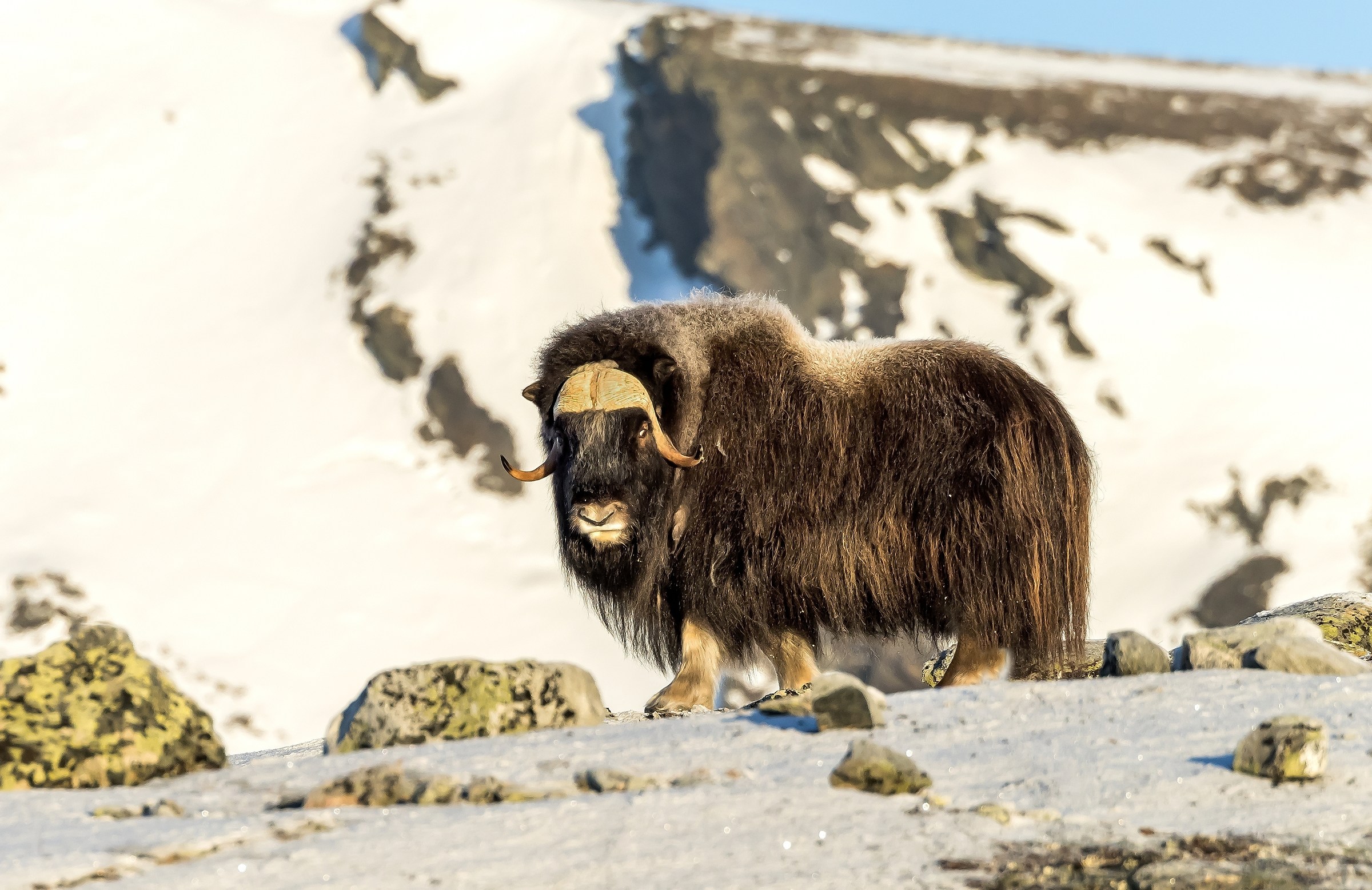Dovrefjell 2017 - Musk ox, tra il cielo e il gelo