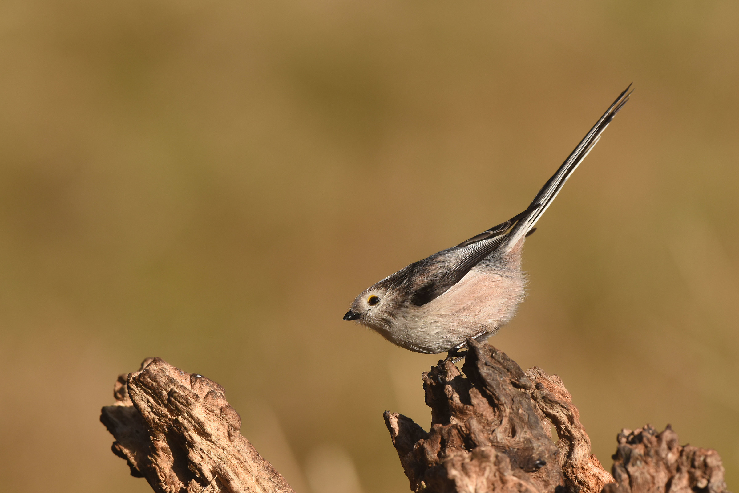 Long-tailed Tit