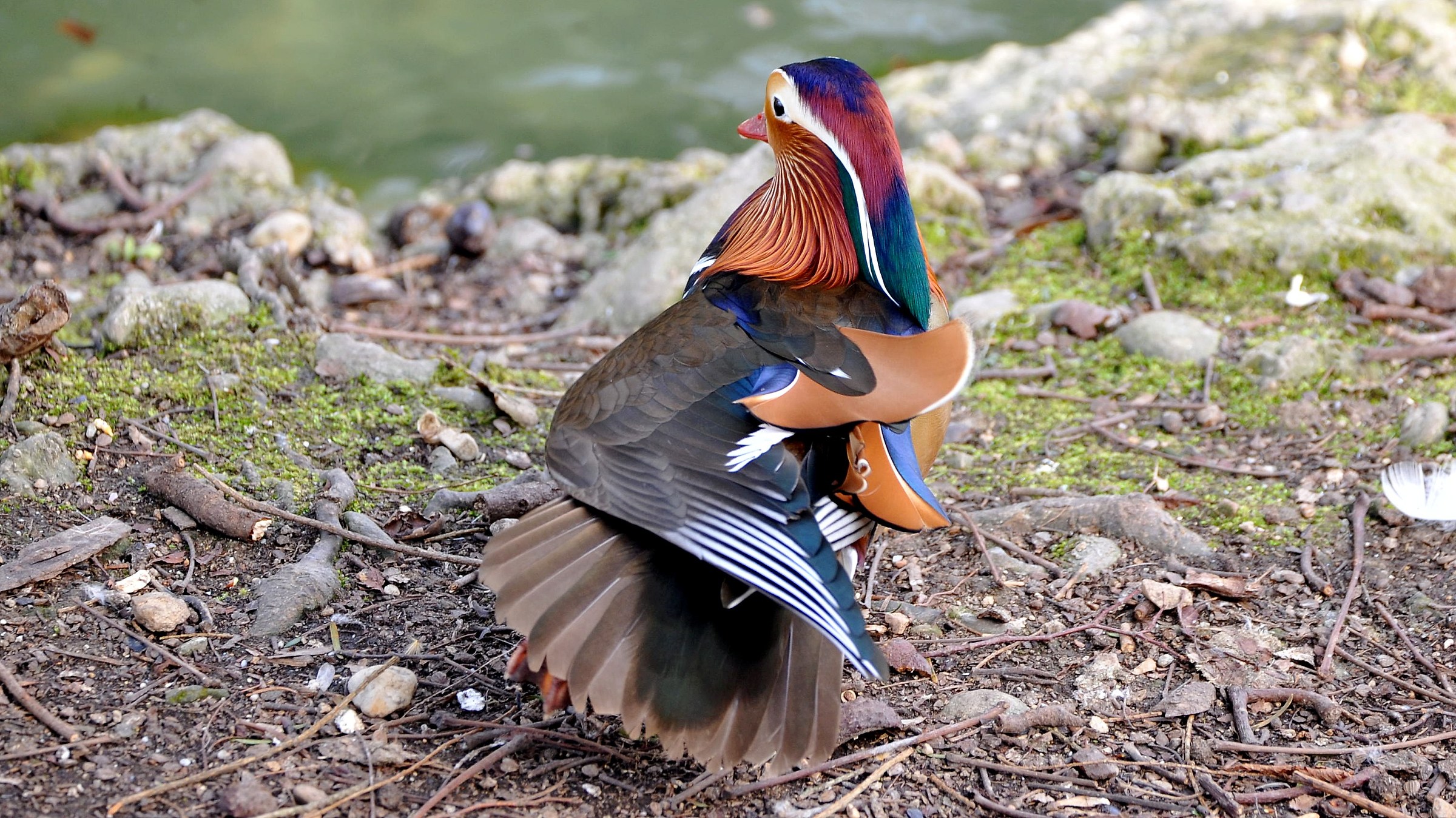 ... che movimento di penne