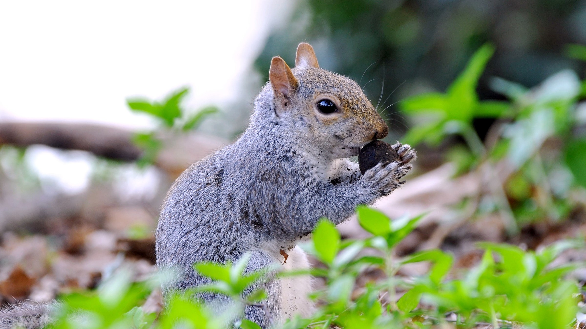 Il mio primo scoiattolino