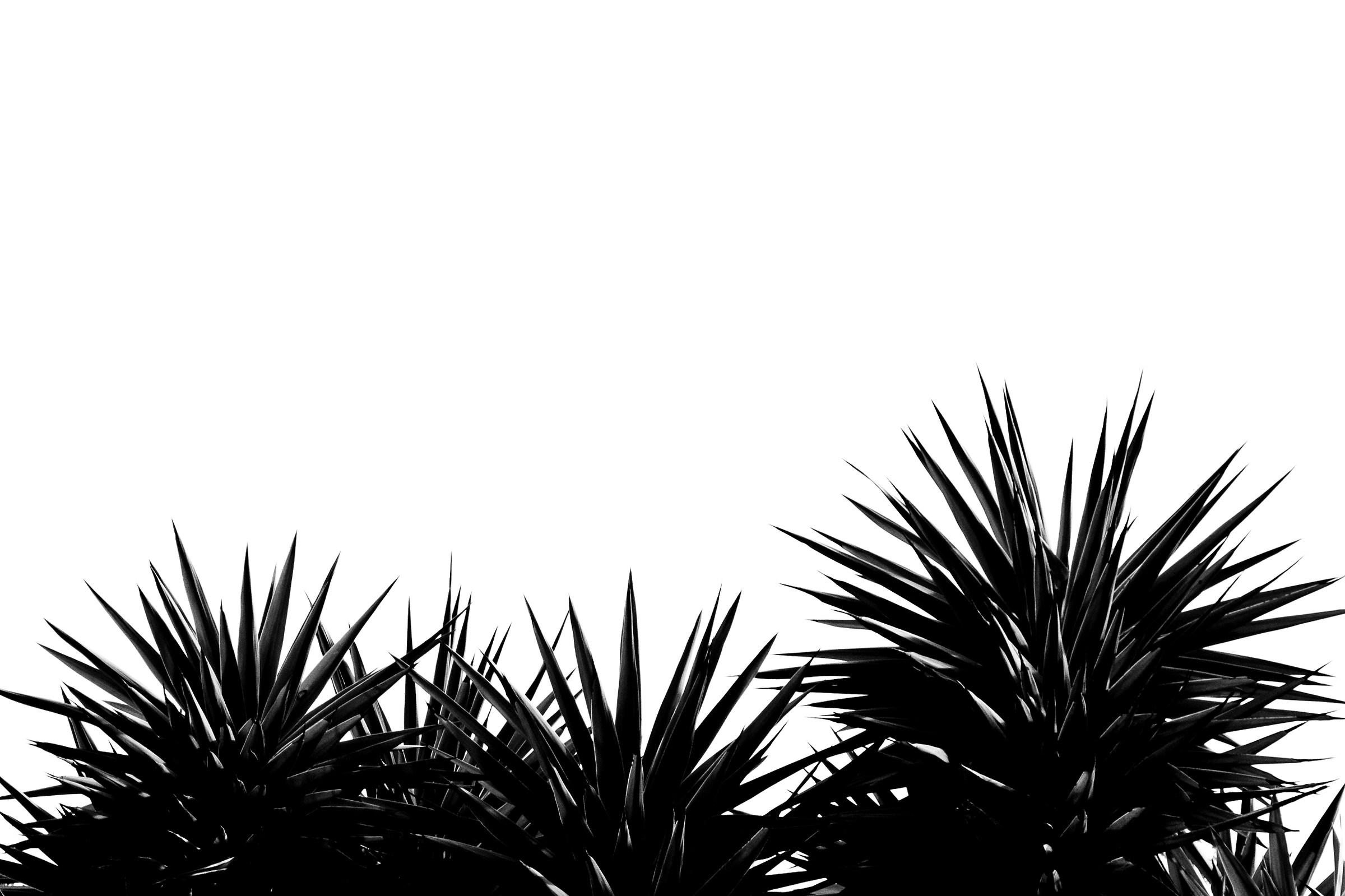 Or is it white or black for these palms in Milan