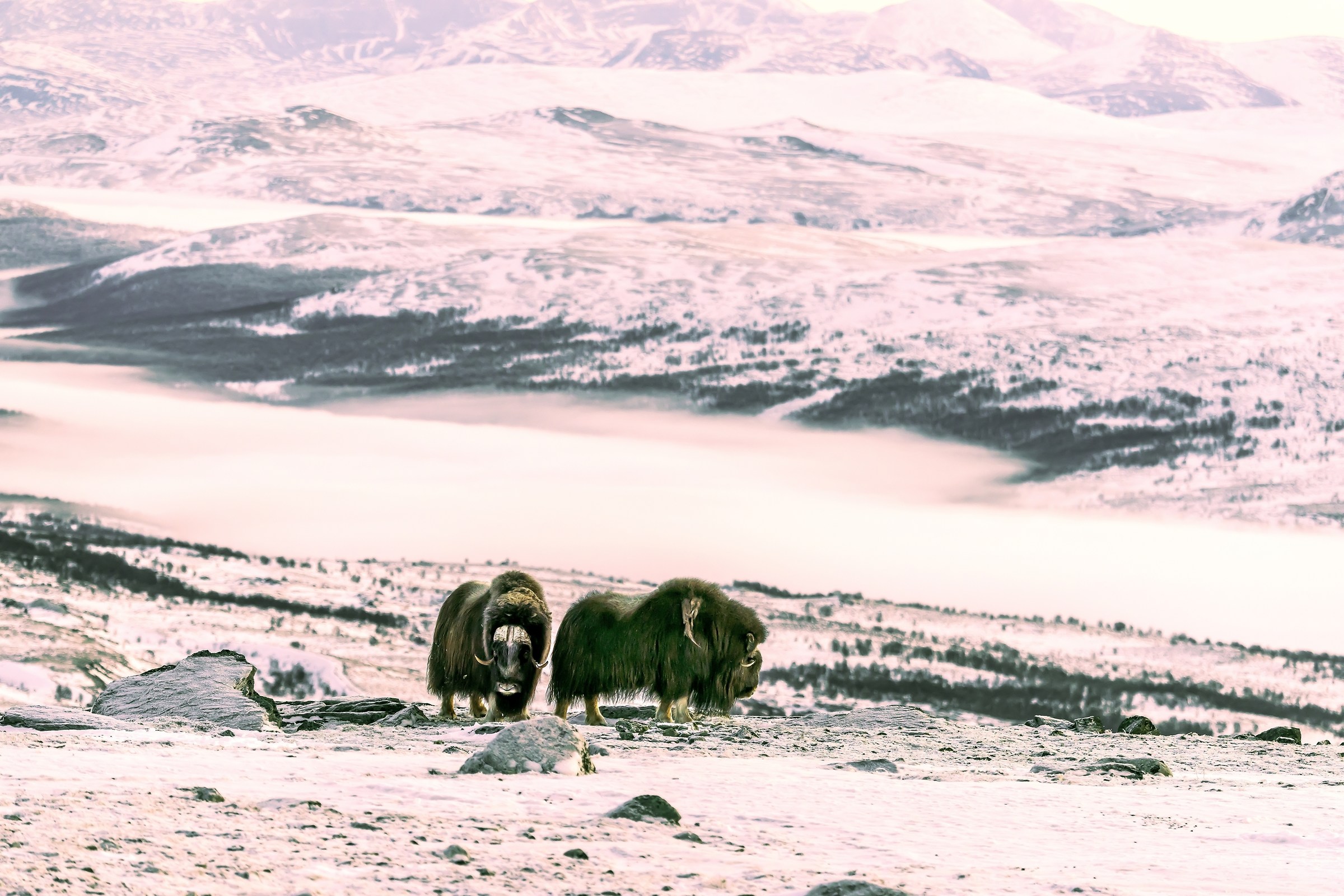 Dovrefjell 2017 - Musk ox, tra il cielo e il gelo
