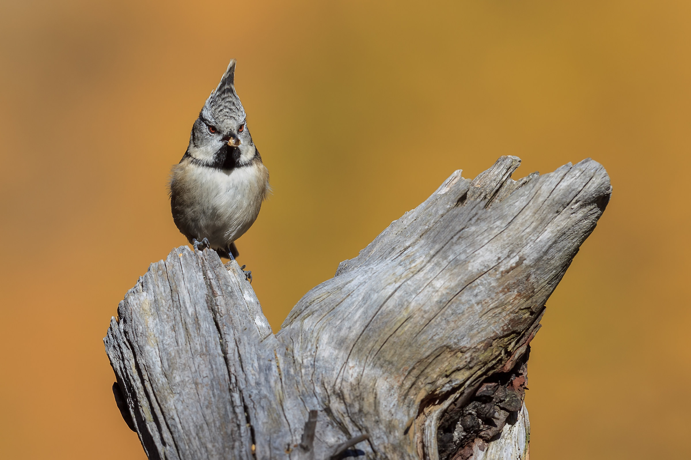 Crested Tit