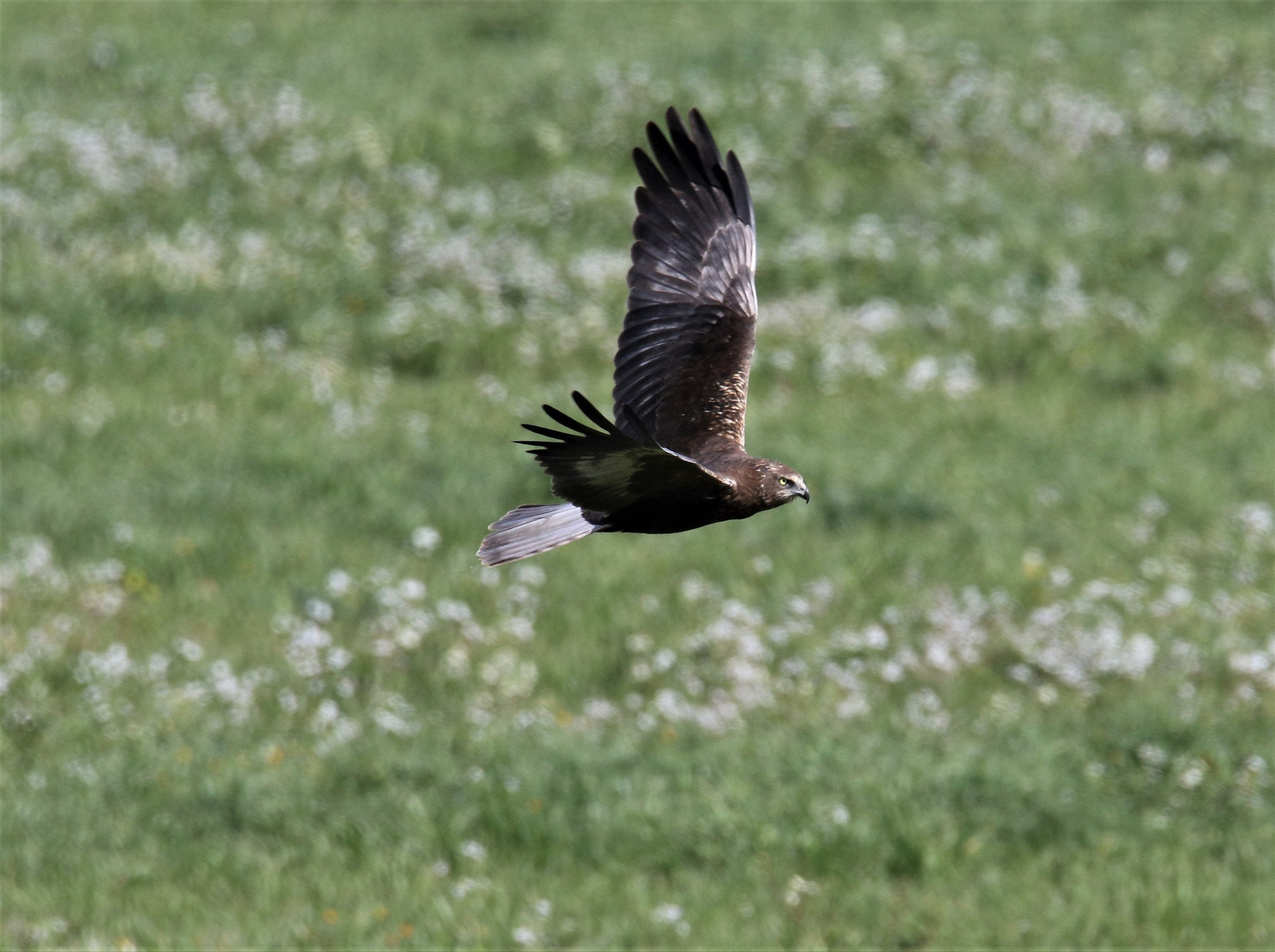 Male marsh harrier