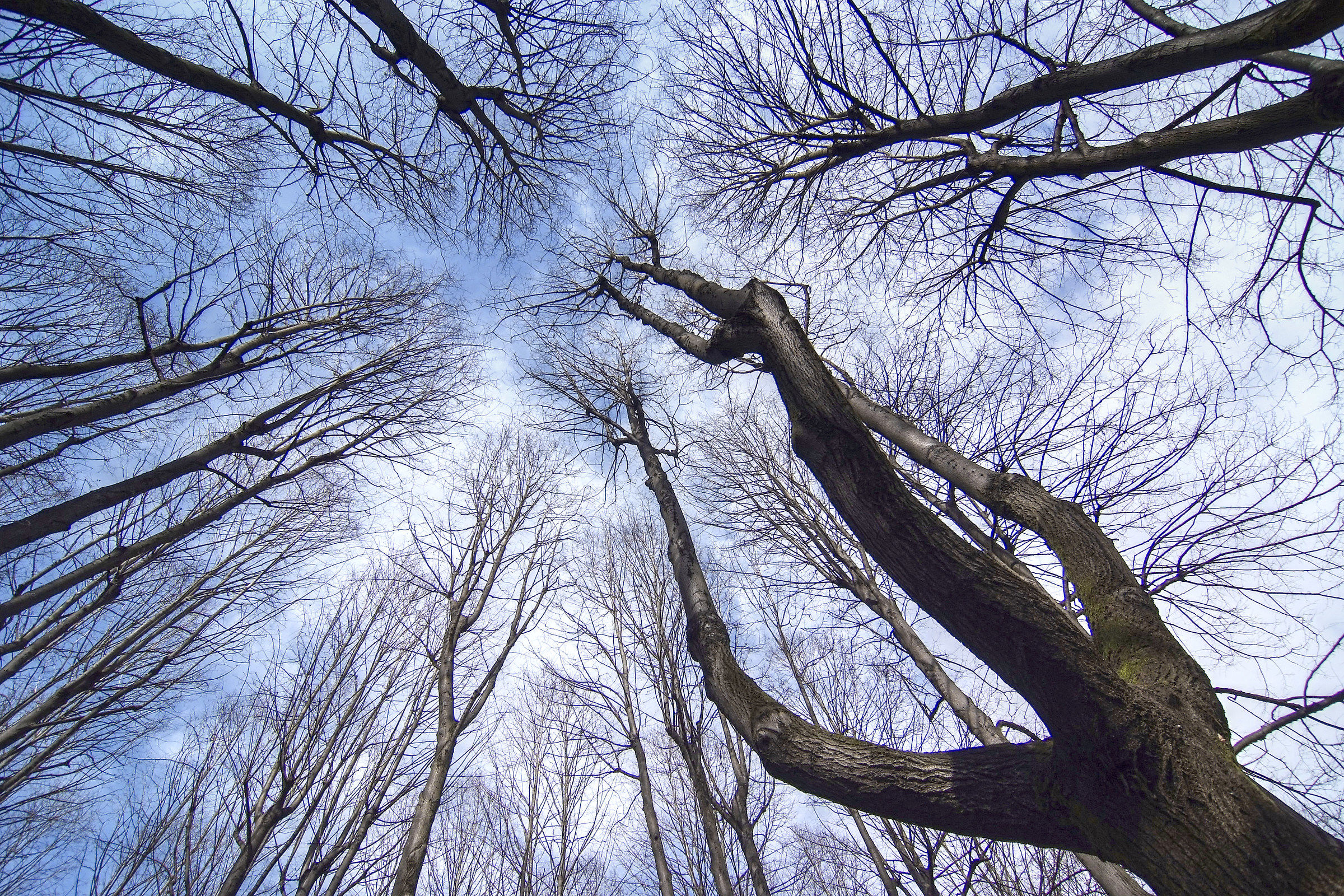 Filari di alberi, osservati dal basso - Parco di Monza