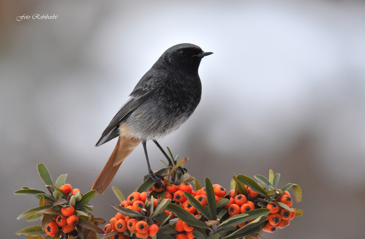 Codirosso spazzacamino...