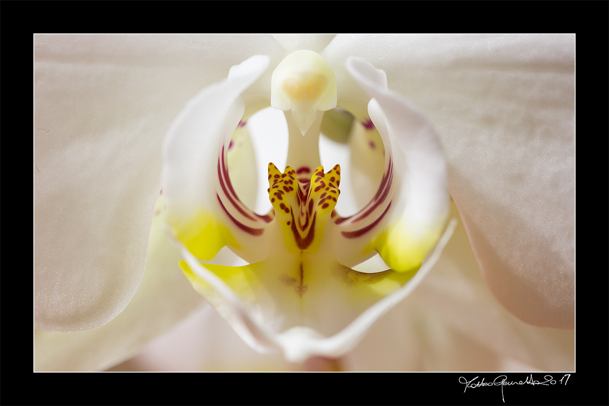 Into the orchid