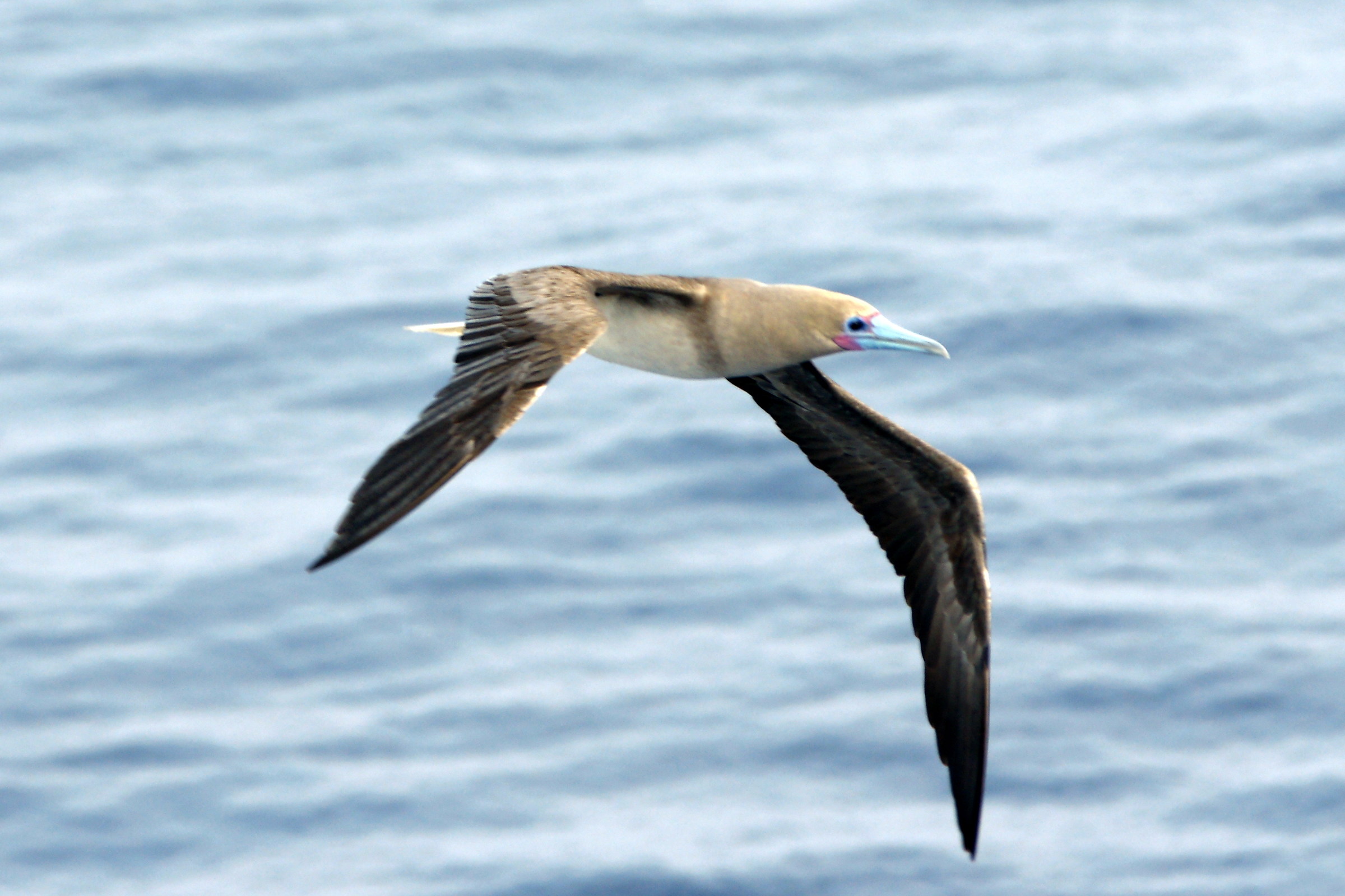 without identification