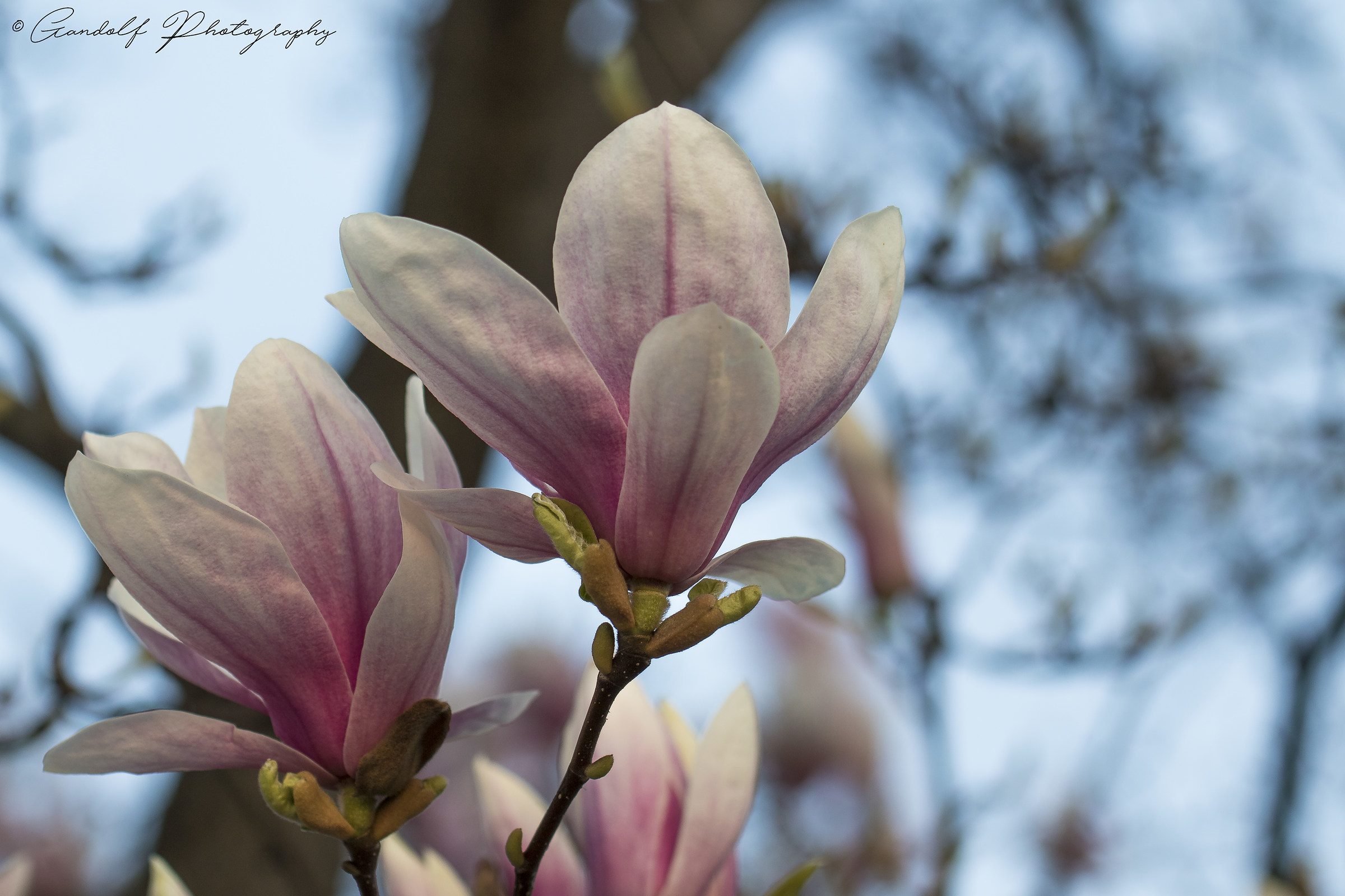La magnolia
