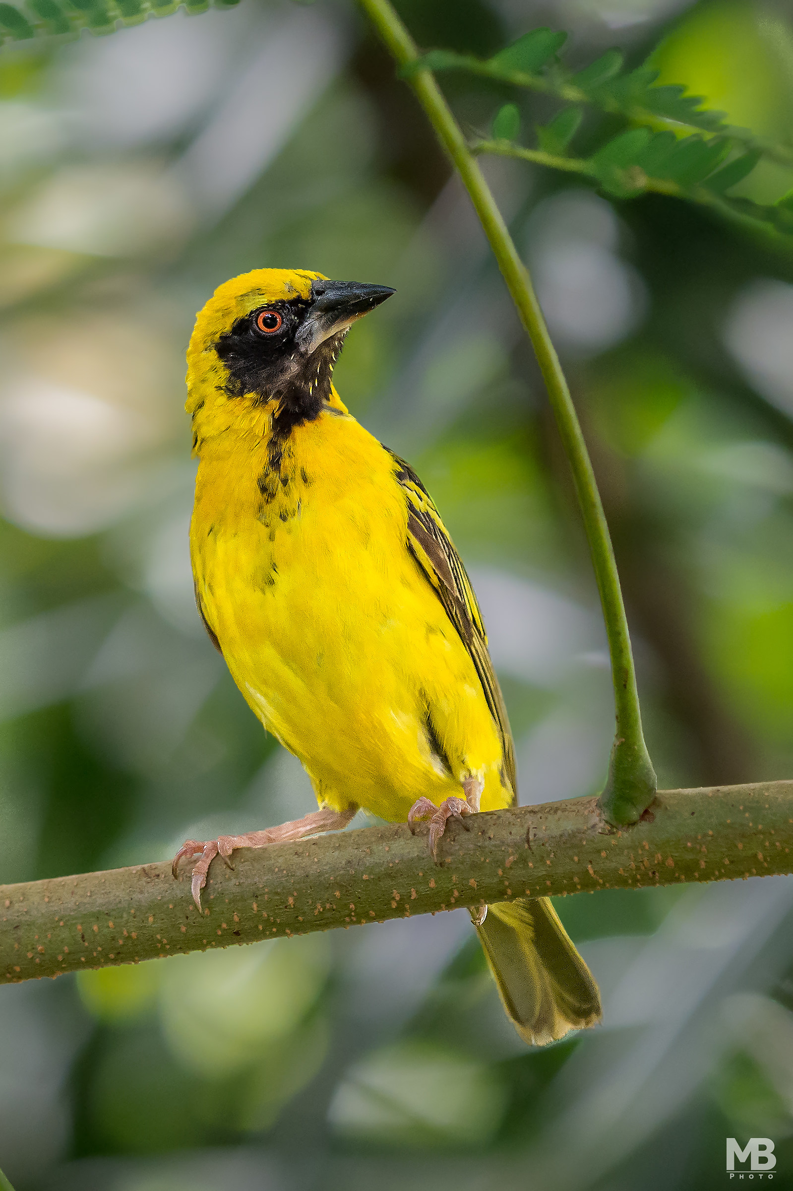 Tessitore gendarme maschio