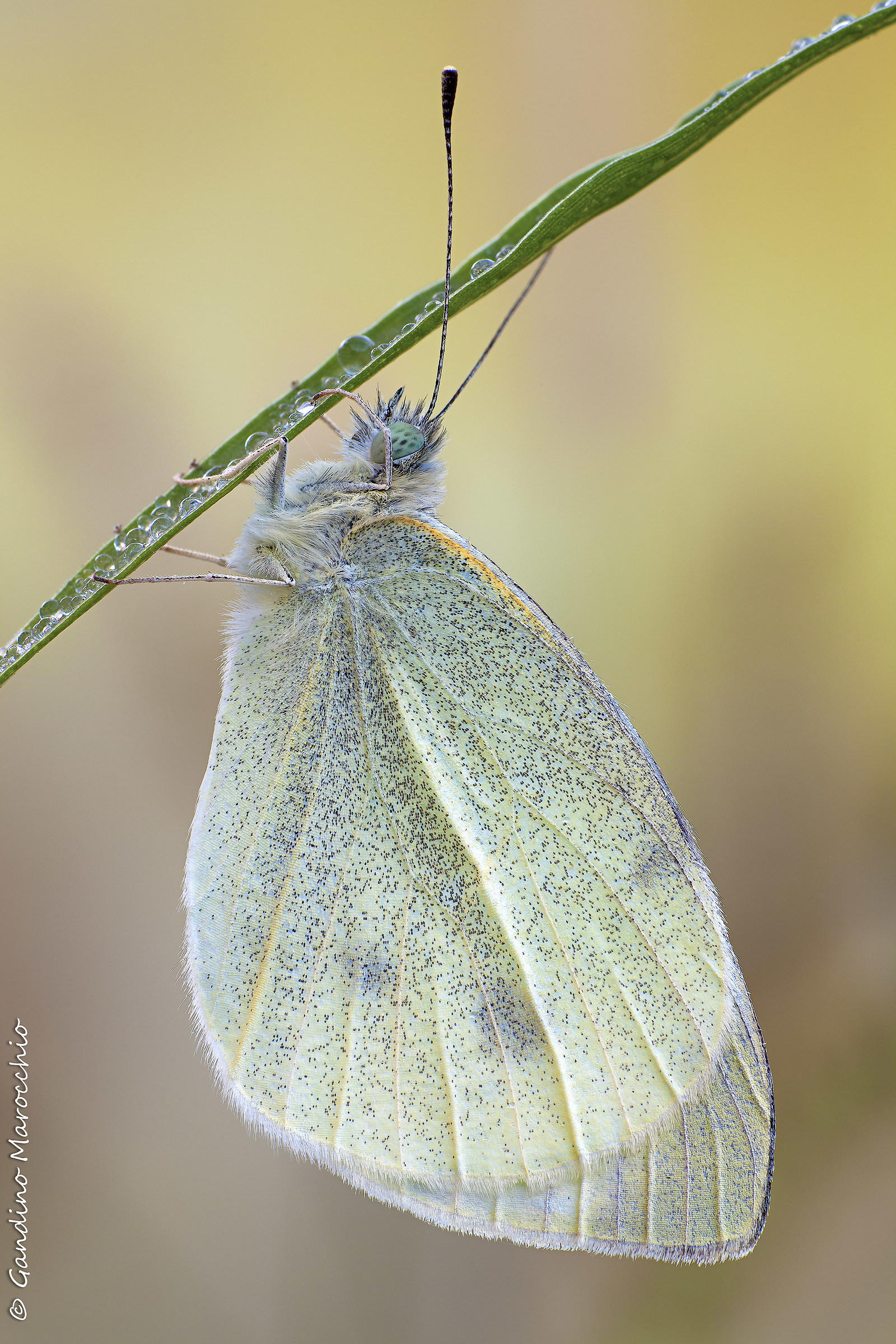 Pieris Rapae