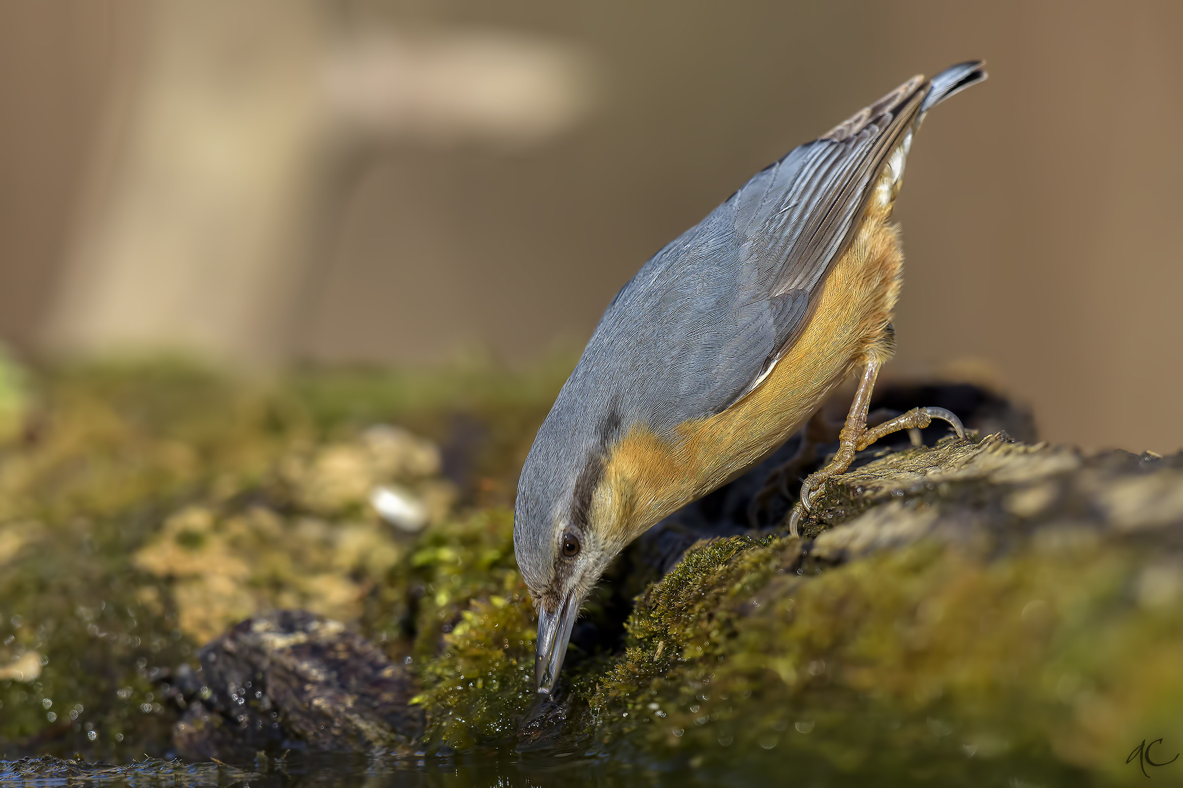 nuthatch