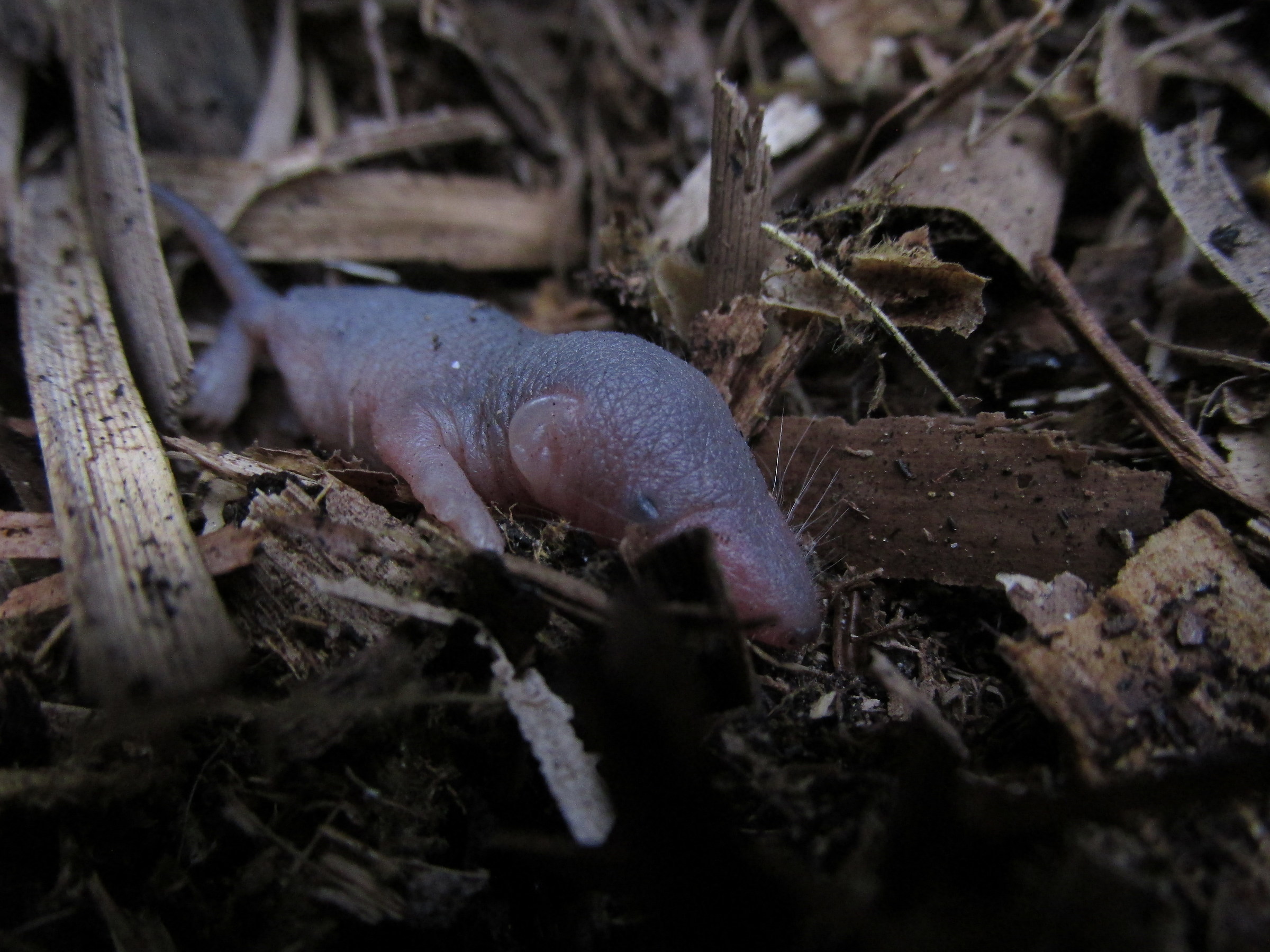 New born mole