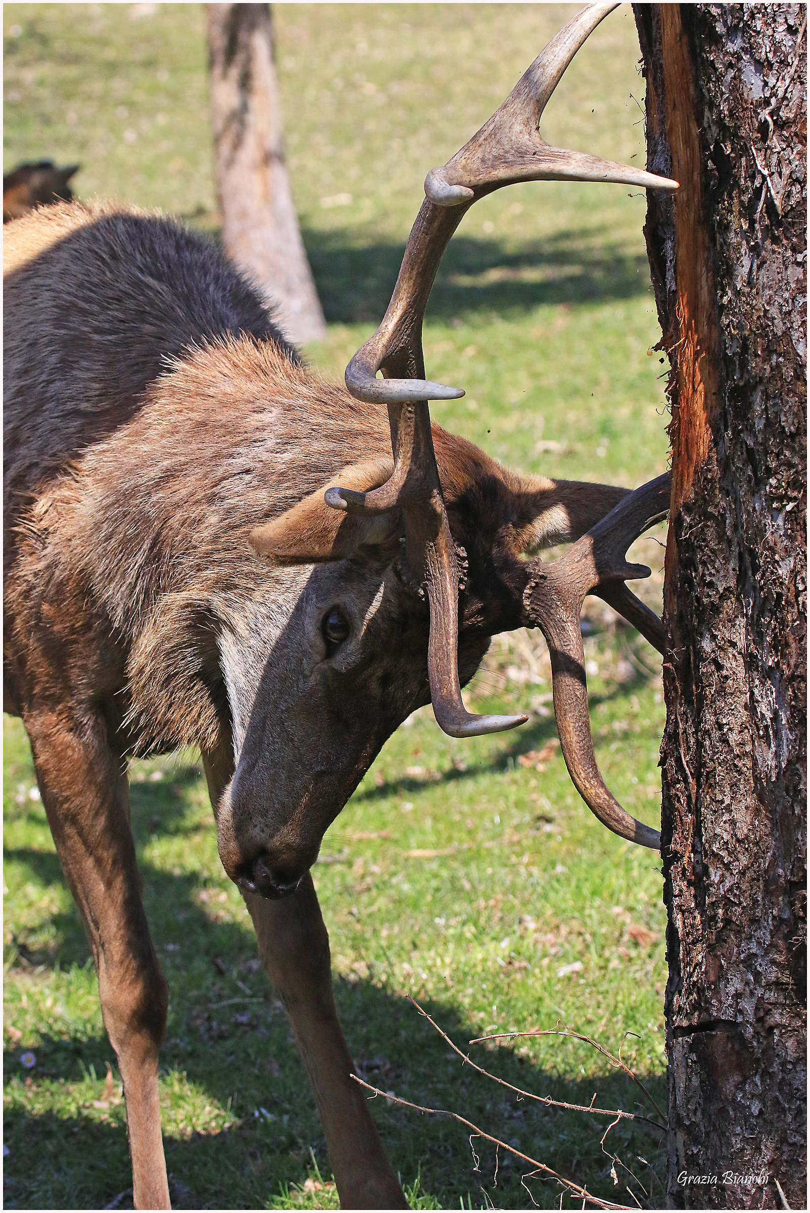 Cervo - Parco d'Abruzzo