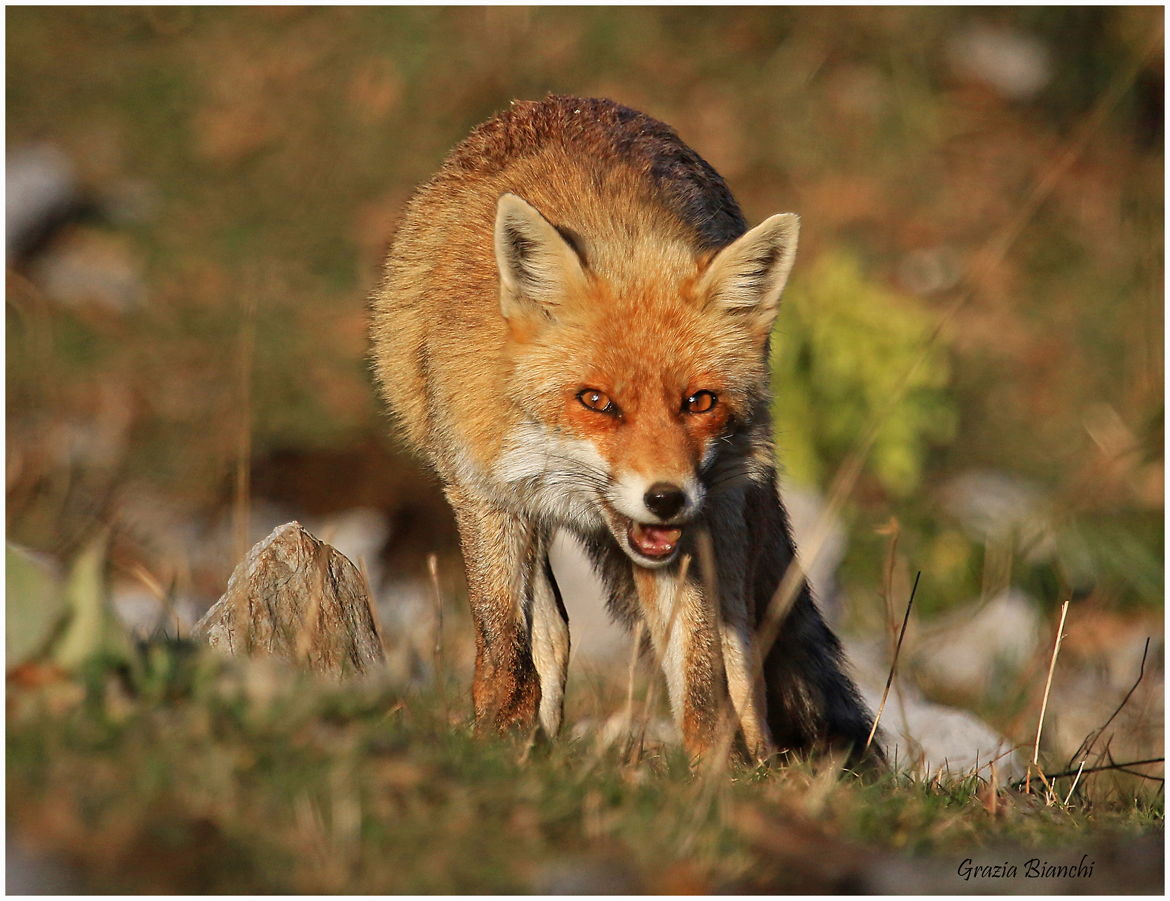 Volpe - Parco d'abruzzo